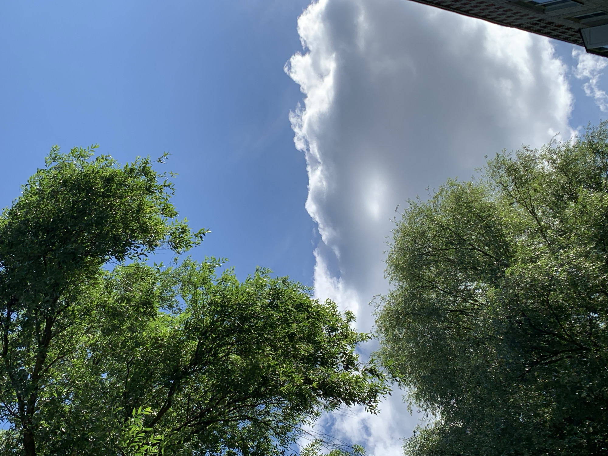 The image captures a view of the sky above trees, with a building visible at the top. The sky is a clear blue in the left portion of the frame, transitioning to a large, grey cloud that dominates the right side. Lush green trees with dense foliage fill the bottom and right portions of the image, their branches reaching upwards. The lighting suggests it is daytime, likely mid-morning or afternoon, given the bright sky and the way the sunlight filters through the leaves and illuminates the clouds. The presence of trees and a building indicates an outdoor setting, possibly a park, residential area, or a street in a town. There are no people or specific objects clearly identifiable beyond the natural elements and the building. The scene evokes a sense of natural beauty and the dynamic weather conditions with the contrast between the clear sky and the imposing cloud. The building at the top, with its visible brickwork and window frames, suggests an urban or semi-urban environment in Pavlovo, Russia. There is no visible text in the image.