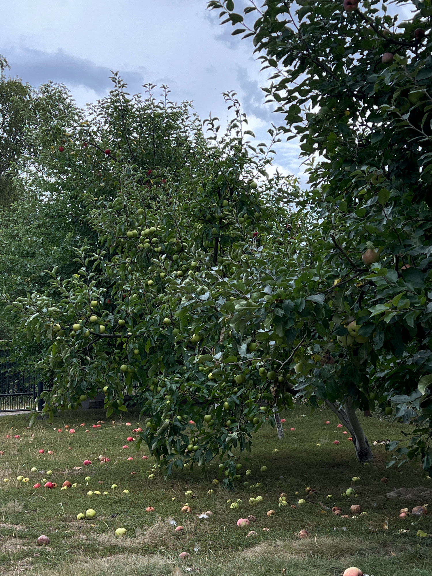 In Vertelka, Ukraine, an orchard is depicted with several apple trees laden with green and some red apples. Many ripe apples have fallen to the ground, scattered across the grassy area beneath the trees. The sky is overcast with grey clouds. The image captures a natural scene, suggesting the harvest season.