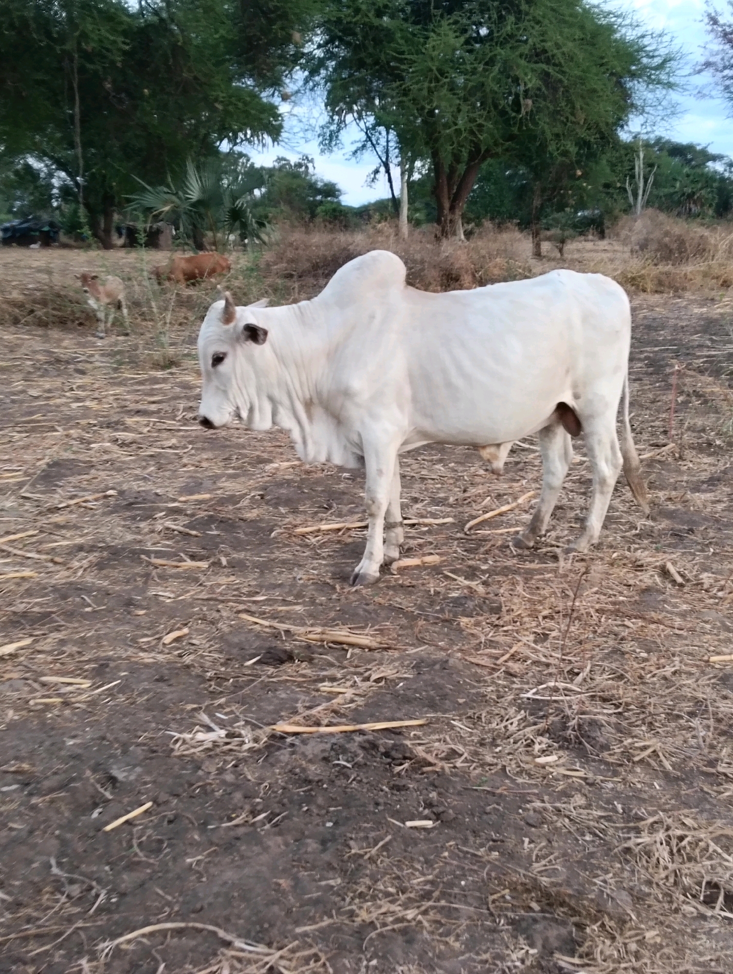 A white cow stands in a dry, grassy field with sparse trees in the background. The cow is facing left and appears to be a bull due to its prominent hump and visible reproductive organs. There are other cattle, including a calf, in the background, along with some dry brush and scattered debris on the ground. The sky is overcast. The image appears to be taken in a rural area, possibly Mutitu/Kaliku Ward, Kenya.