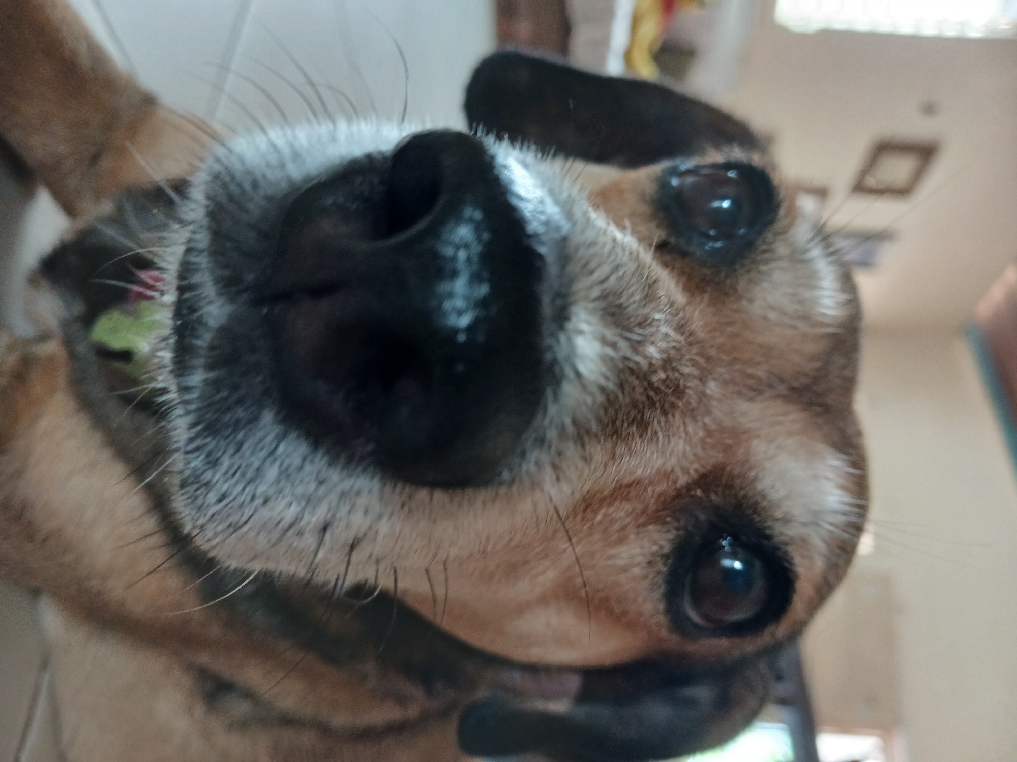 A close-up, low-angle shot captures a dog's face, dominating the frame. The dog has brown and tan fur, with dark, large eyes reflecting light. Its black nose is prominent and wet, with visible whiskers. A hint of pink tongue and green collar is visible beneath its snout. The background is blurred, suggesting an indoor environment. The floor appears to be tiled. A window with blinds is visible on the left side of the image, and a framed picture hangs on the wall behind the dog. The lighting suggests it is daytime. The image was taken in Altagracia, Venezuela.