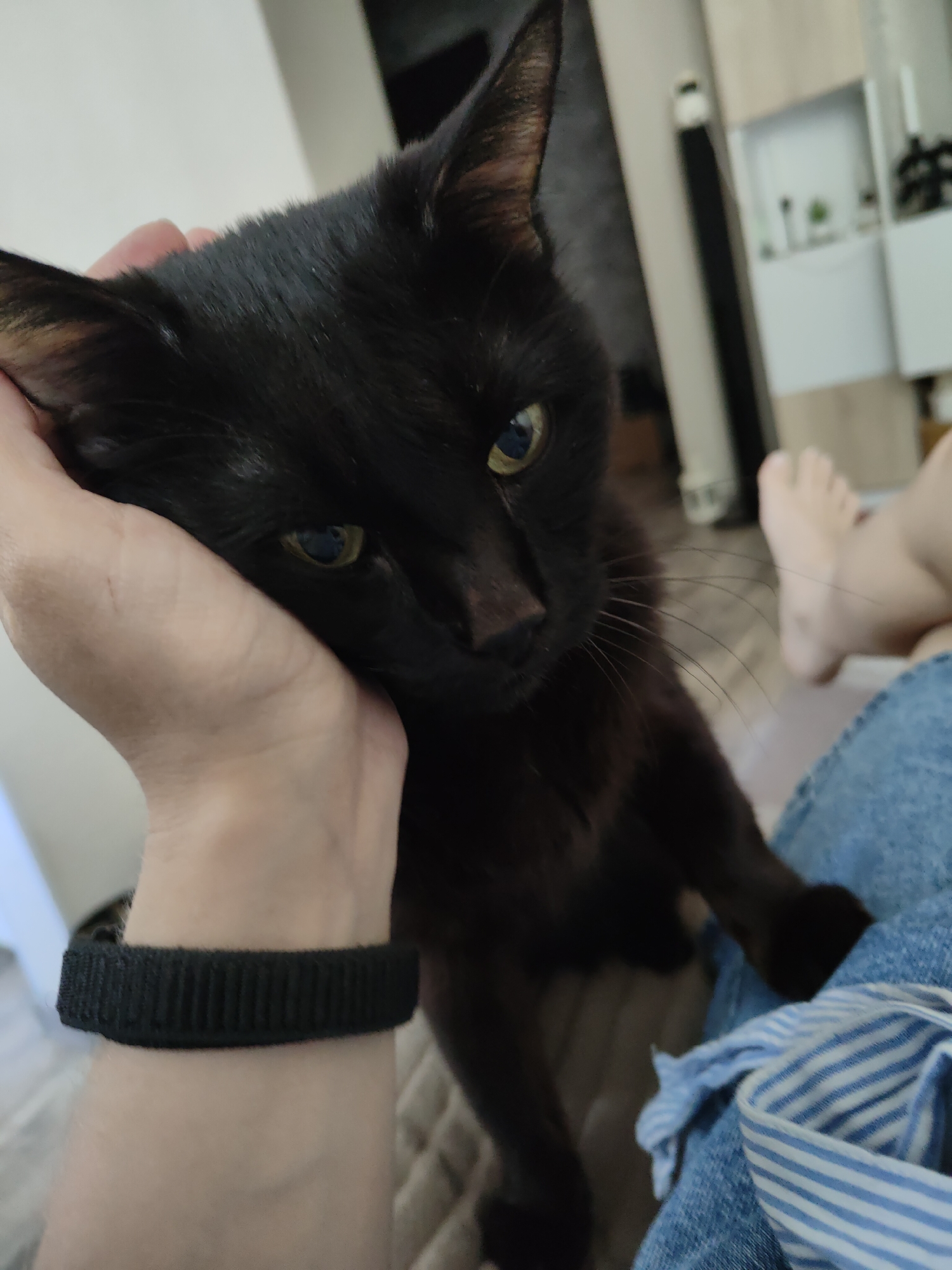 A black cat with yellow eyes rests its head on a person's hand. The person's wrist is adorned with a black wristband. The cat is positioned on the right side of the frame, with its body extending downwards and out of view. The person's hand is on the left, supporting the cat's head. In the background, a person's feet are visible, along with some furniture. The image does not provide any information or visual cues that would allow for the determination of its location in Chaikovsky, Russia, or any other specific city. The scene appears to be an indoor setting, possibly a living room or bedroom.