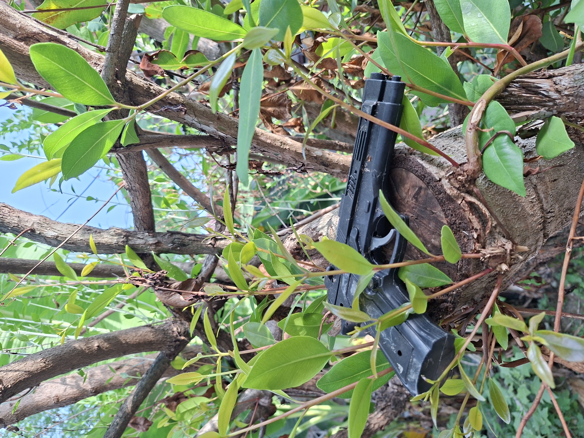 The image captures a black toy pistol prominently placed within the branches of a tree, surrounded by abundant green foliage. The toy pistol is oriented vertically, with its barrel pointing towards the upper right of the frame, resting against a thicker tree trunk and intertwined with thinner branches.
The scene is an outdoor setting, likely a garden or natural area, characterized by numerous vibrant green leaves and brown tree branches. Patches of clear blue sky are visible through the gaps in the canopy, indicating bright, sunny daytime conditions. The lush greenery suggests a healthy, thriving plant environment, consistent with tropical regions.
No individuals or active events are depicted; the photograph solely focuses on the inanimate toy within its natural surroundings. The toy pistol shows some signs of wear but is otherwise intact. Indistinct raised markings are visible on the side of the pistol, but no legible text can be identified. The overall impression is that of an object casually left or placed within the tree. The location is Lhokseumawe, Indonesia.