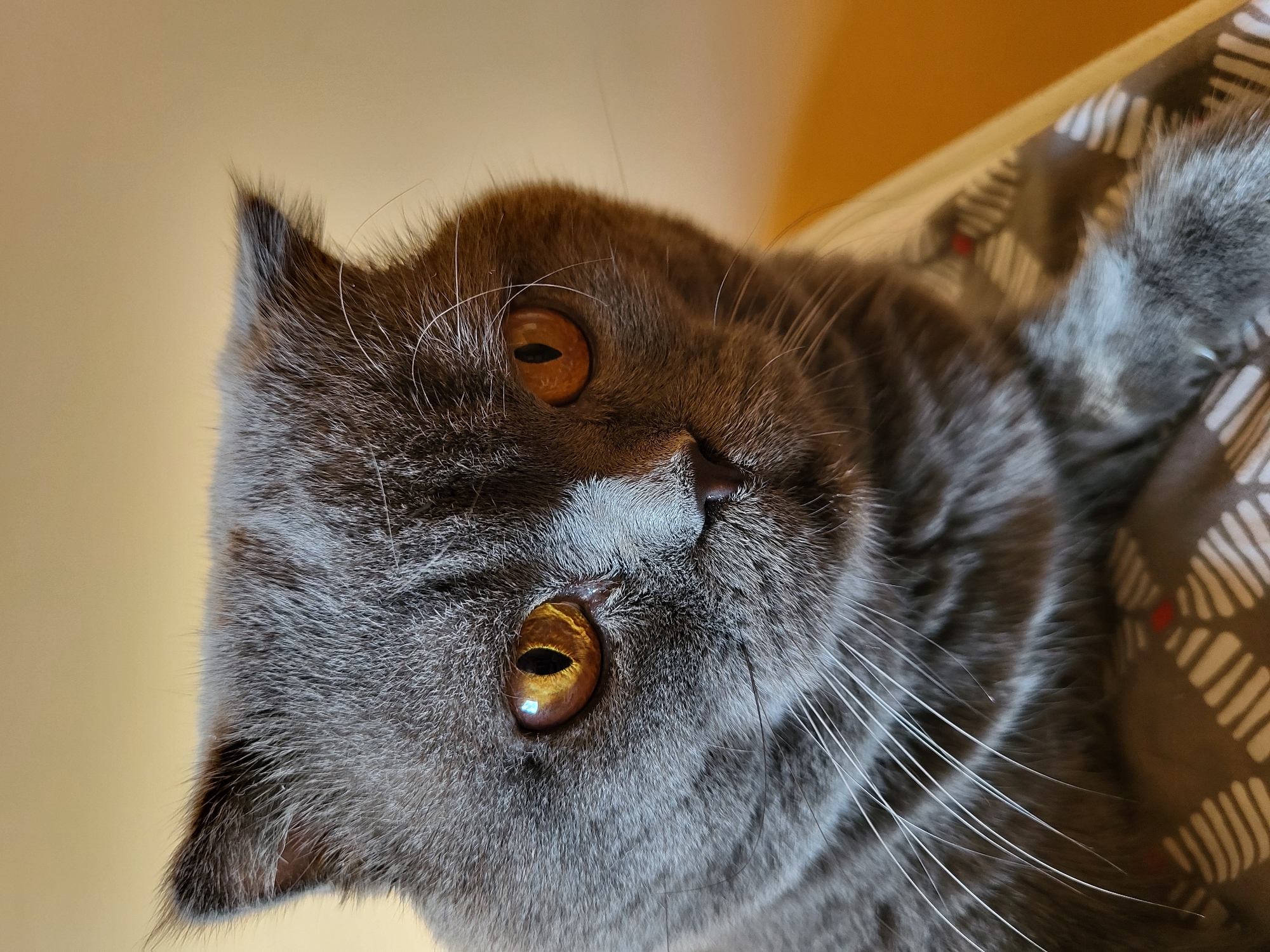 A close-up, eye-level shot features the head of a grey Scottish Fold cat looking to the right, with its ears folded. The cat's fur is a mix of dark grey and lighter grey, with visible whiskers. The background is a solid, warm yellow color, out of focus. The cat is positioned on a surface with a patterned fabric visible at the bottom of the frame. The lighting is soft, highlighting the cat's piercing orange eyes and the texture of its fur. There are no people or other animals visible in the image. The location is unknown.