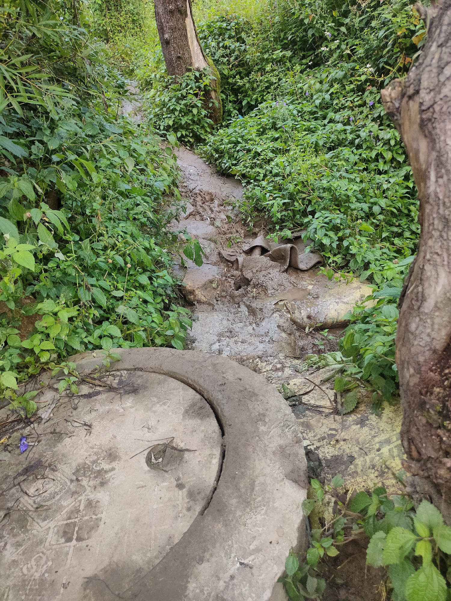 A muddy path, flanked by lush green vegetation and trees, winds through Siumsa, India. In the foreground, a concrete manhole cover, marked with a grid pattern and a circular opening, sits partially obscured by the overgrowth. The path itself is wet and churned, with visible tire tracks suggesting recent passage. Discarded objects, possibly pieces of plastic or fabric, are embedded in the mud. A large tree trunk, with rough bark, stands to the right, its base partially covered by vegetation. The overall scene depicts a natural, somewhat untamed environment within the city.