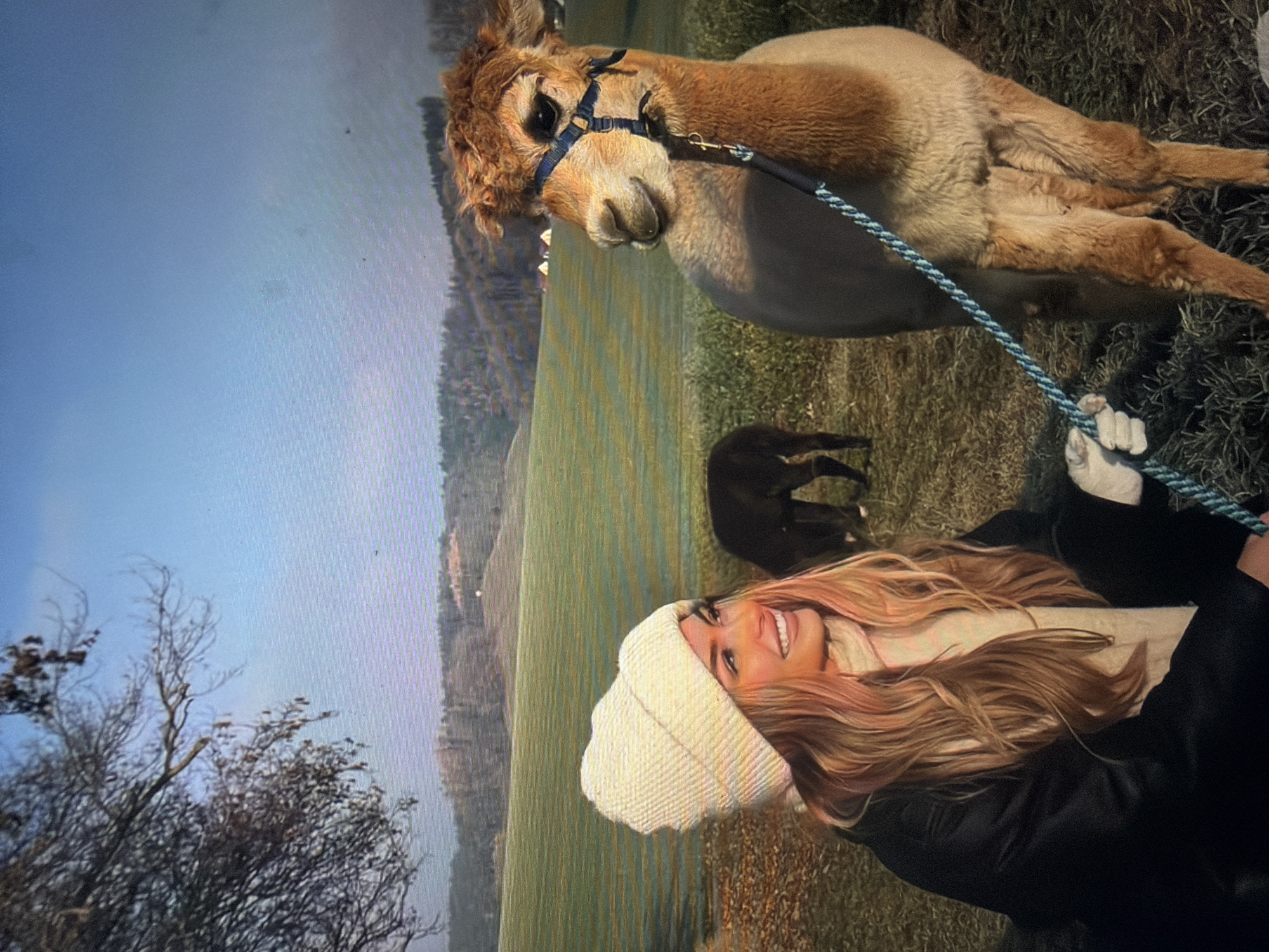The image depicts a young adult female seated on grassy terrain, holding a leash attached to a tan-colored alpaca, against a backdrop of rolling green hills, bare trees, and a clear blue sky. The female, positioned in the lower left, has long, wavy blonde hair with pink undertones, and is wearing a cream-colored knit beanie, a cream-colored turtleneck or scarf, a black outer jacket, and light-colored gloves on her left hand. She is smiling and looking towards the alpaca on the right. The alpaca, standing prominently in the right foreground, is primarily tan with lighter, possibly shorn, areas on its body and a patch of curlier fur on its head. It wears a blue webbing halter with a small metallic cross-shaped charm attached, from which a blue and black braided leash extends to the woman's gloved hand. The alpaca is looking slightly downwards and to its left. In the mid-ground, behind the woman and to the left of the main alpaca, a second, dark brown or black alpaca is visible, appearing to graze. The environment consists of expansive green fields transitioning to distant hills densely covered with mostly bare deciduous trees. A few small, scattered structures are discernible on the distant hills. The sky above is bright and clear blue. The image provides no visual indicators to confirm the specific location as Shumen, Bulgaria.