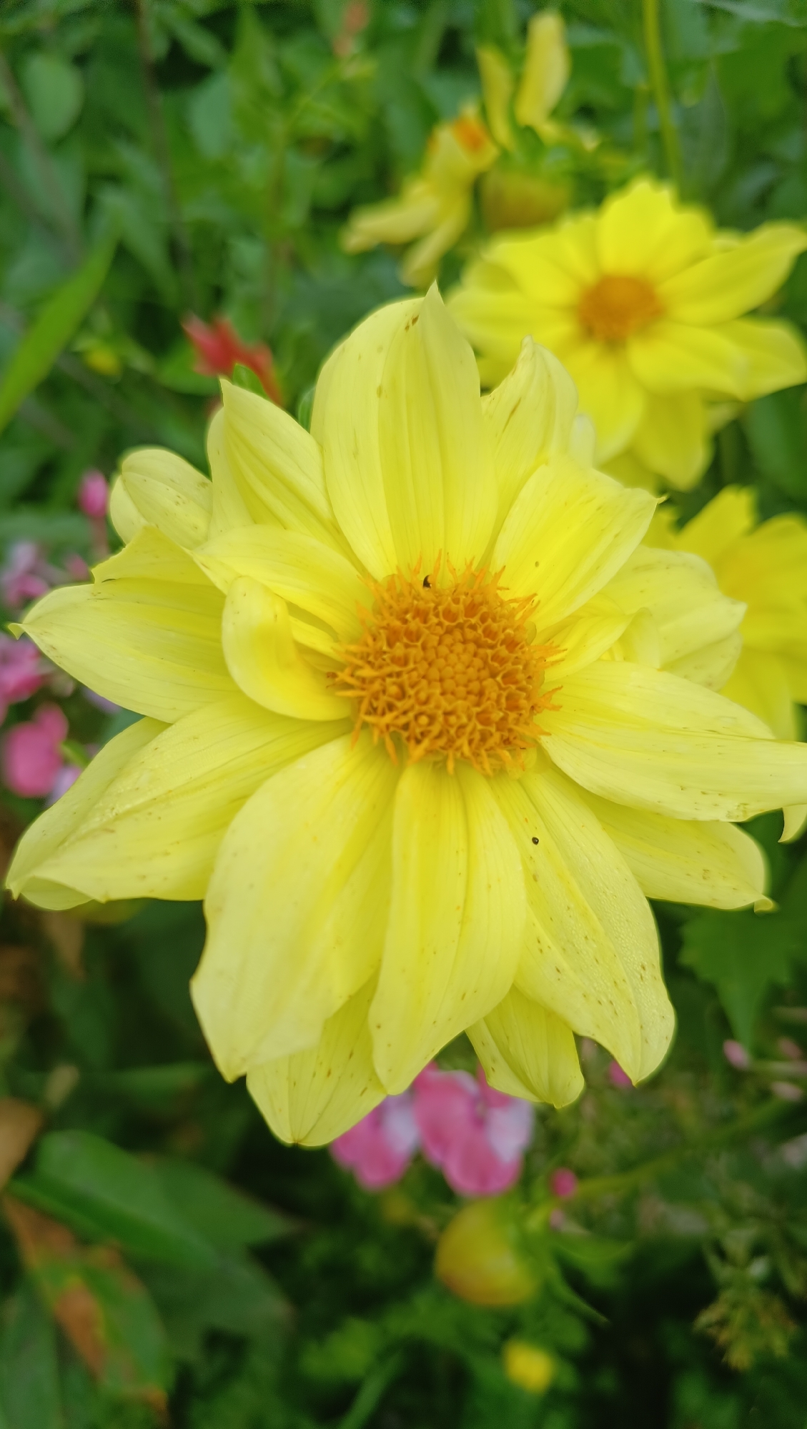 The image displays a close-up of a vibrant yellow dahlia in a garden setting. The flower is in full bloom, with numerous pointed petals radiating outwards from a central disc of stamens. The petals are a bright yellow, with some subtle speckling of brown. In the background, out of focus, are hints of other flowers and lush green foliage, suggesting a natural or cultivated garden environment. To the lower left, there are also some blurry pink flowers visible. The lighting appears to be natural daylight, creating soft shadows and highlighting the texture of the petals. The overall impression is one of natural beauty and floral abundance. There are no people, specific landmarks, or any indication of the city of Karsha, Russia, present in the image.