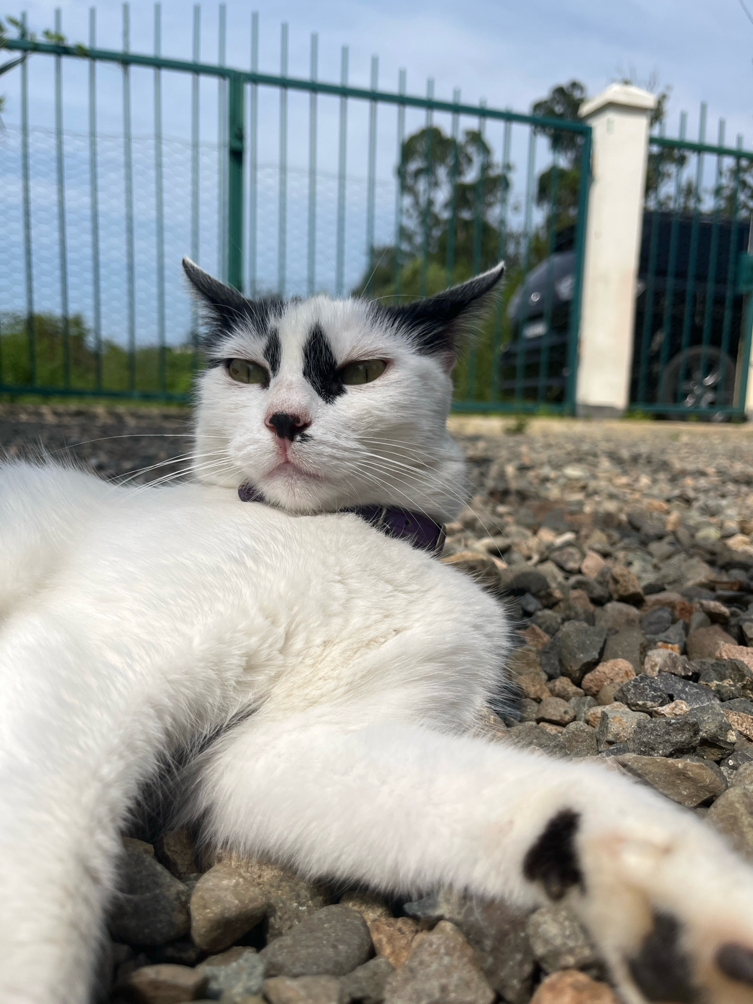 A black and white cat is lying on a gravel surface outdoors, in front of a green metal fence and a white pillar. The cat has black markings on its head and body, including around its eyes and ears. It is wearing a purple collar. The background shows trees and a dark-colored vehicle parked behind the fence. The scene appears to be in a residential or outdoor area in Ureki, Georgia, under a bright sky.