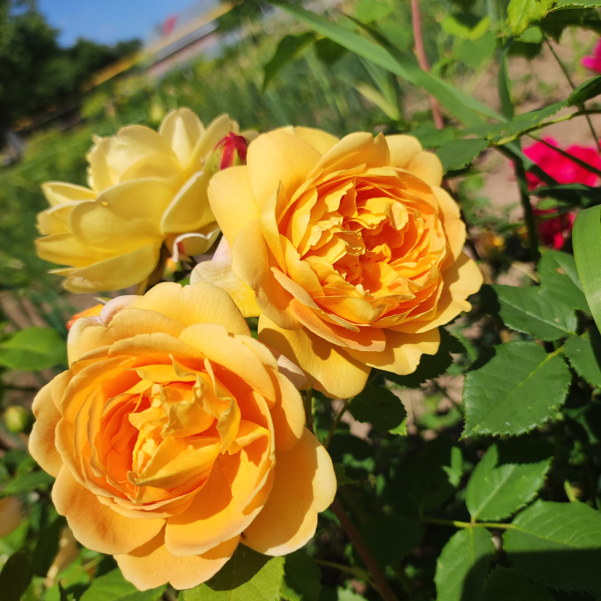 The image shows a close-up view of several yellow roses in a garden. The roses are in various stages of bloom, with some fully open and others still developing. The petals are a vibrant yellow with hints of orange, and the texture of the petals is soft and delicate. The background is a blur of green leaves and a hint of blue sky, suggesting an outdoor setting. There are no people or animals visible in the image, nor any specific architectural elements that would allow for precise localization within the city of Navoloki, Russia. The focus is entirely on the natural beauty of the roses.