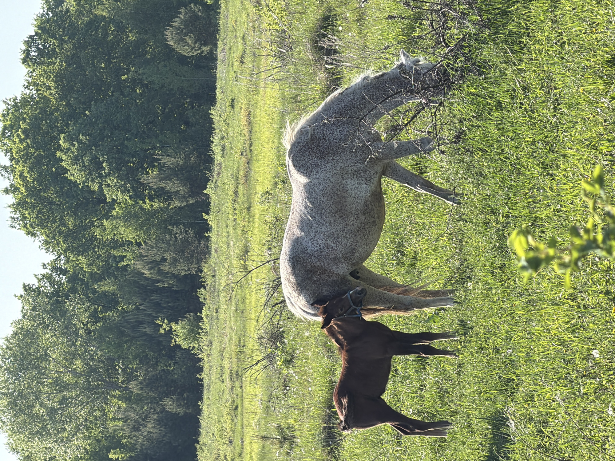 A mare and foal stand in a grassy field. The mare is predominantly white with dappled gray markings. She is wearing a blue halter. The foal is brown. Trees and foliage surround the field. The scene appears to be rural. The location of Noviy, Russia cannot be verified from the image content.