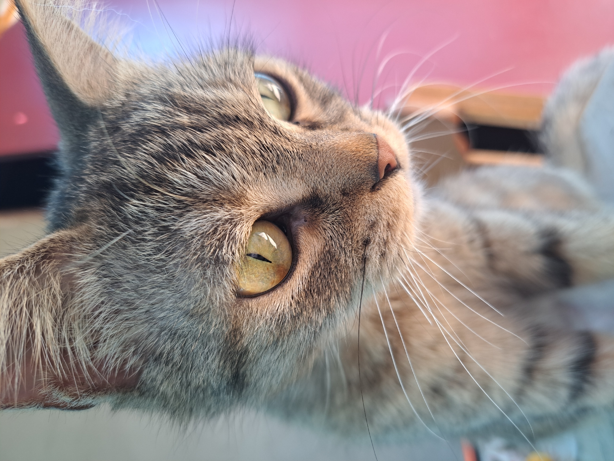 A close-up, eye-level, vertical shot focuses on the face of a tabby cat. The cat is positioned in the foreground, looking downwards and to the right. Its fur is a mix of grey, brown, and black stripes. The cat has large, almond-shaped eyes with yellow irises and black, vertical pupils. Its nose is small and pink, and long white whiskers extend from its muzzle. The background is softly blurred, with a gradient of colors ranging from light blue on the left to pink on the right, with some vertical wooden elements visible. The lighting suggests an outdoor setting, possibly late afternoon, casting warm tones on the cat's face. The image appears to be taken in or around Vypasne, Ukraine, based on the context provided. No people or overt actions are depicted.