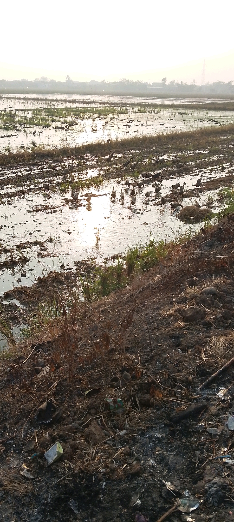In Satriajaya, Indonesia, a flooded rice paddy stretches into the distance under a hazy sky. Numerous ducks, varying in shades of brown and white, are scattered throughout the shallow water and mud. The water reflects the bright, diffused sunlight, creating shimmering patterns. The foreground of the image features a muddy embankment covered in dry vegetation, discarded plastic bags, and other debris. The overall scene suggests an agricultural landscape in a rural or semi-rural area, possibly at dawn or dusk due to the soft lighting.