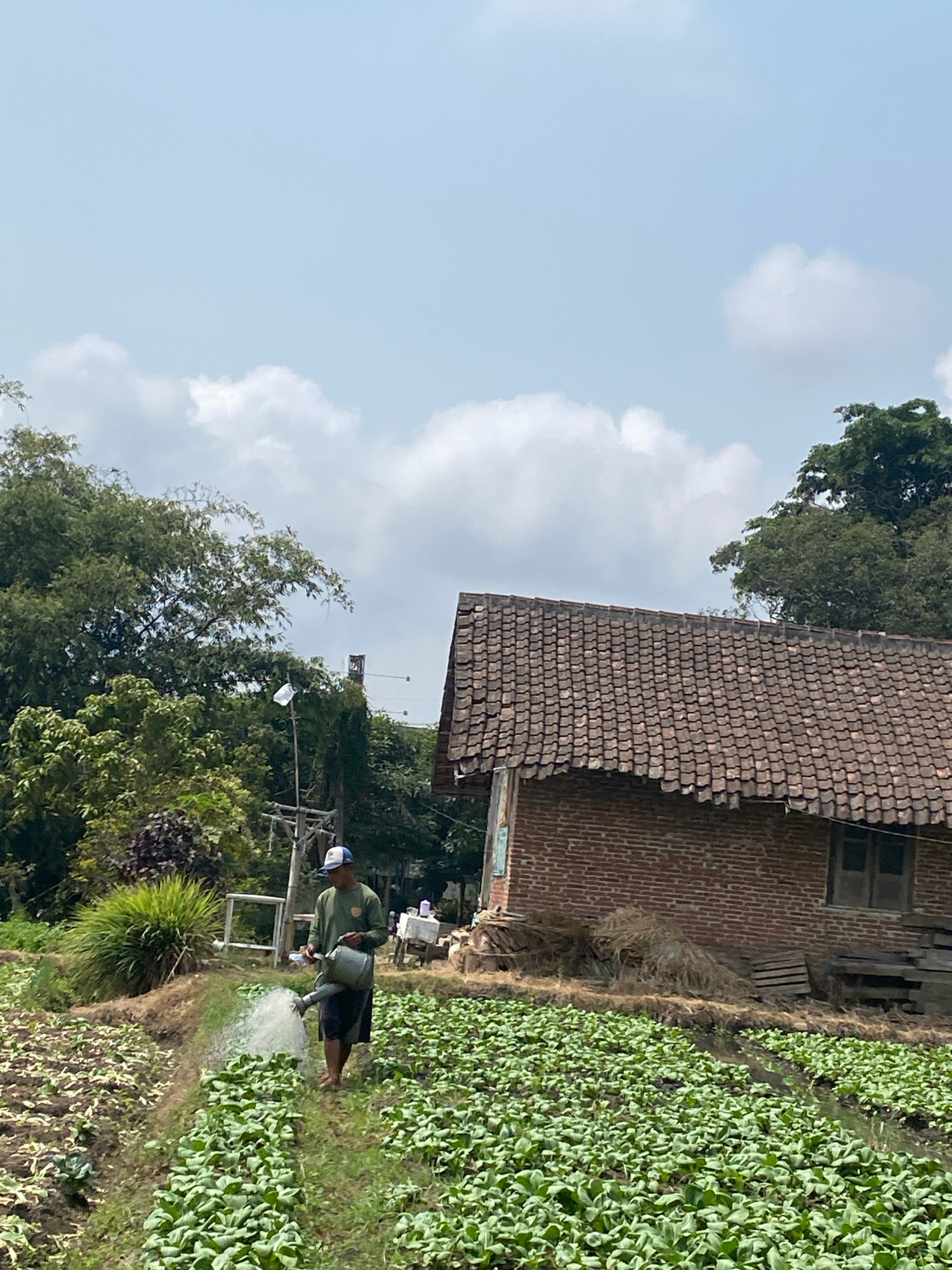 A farmer in a long-sleeved green shirt and dark shorts, wearing a blue and white cap, waters a field of green leafy vegetables with a watering can. The farmer is barefoot and stands on a narrow dirt path between rows of crops. To the left of the farmer, there is a patch of tilled soil with some sparse vegetation. In the background, a brick building with a weathered tile roof stands partially obscured by trees. The building has wooden window frames and appears to be in a state of disrepair. Hay or dried grass is piled against the side of the building. The environment is rural, with lush green trees surrounding the area. The sky is partly cloudy with a light blue hue.