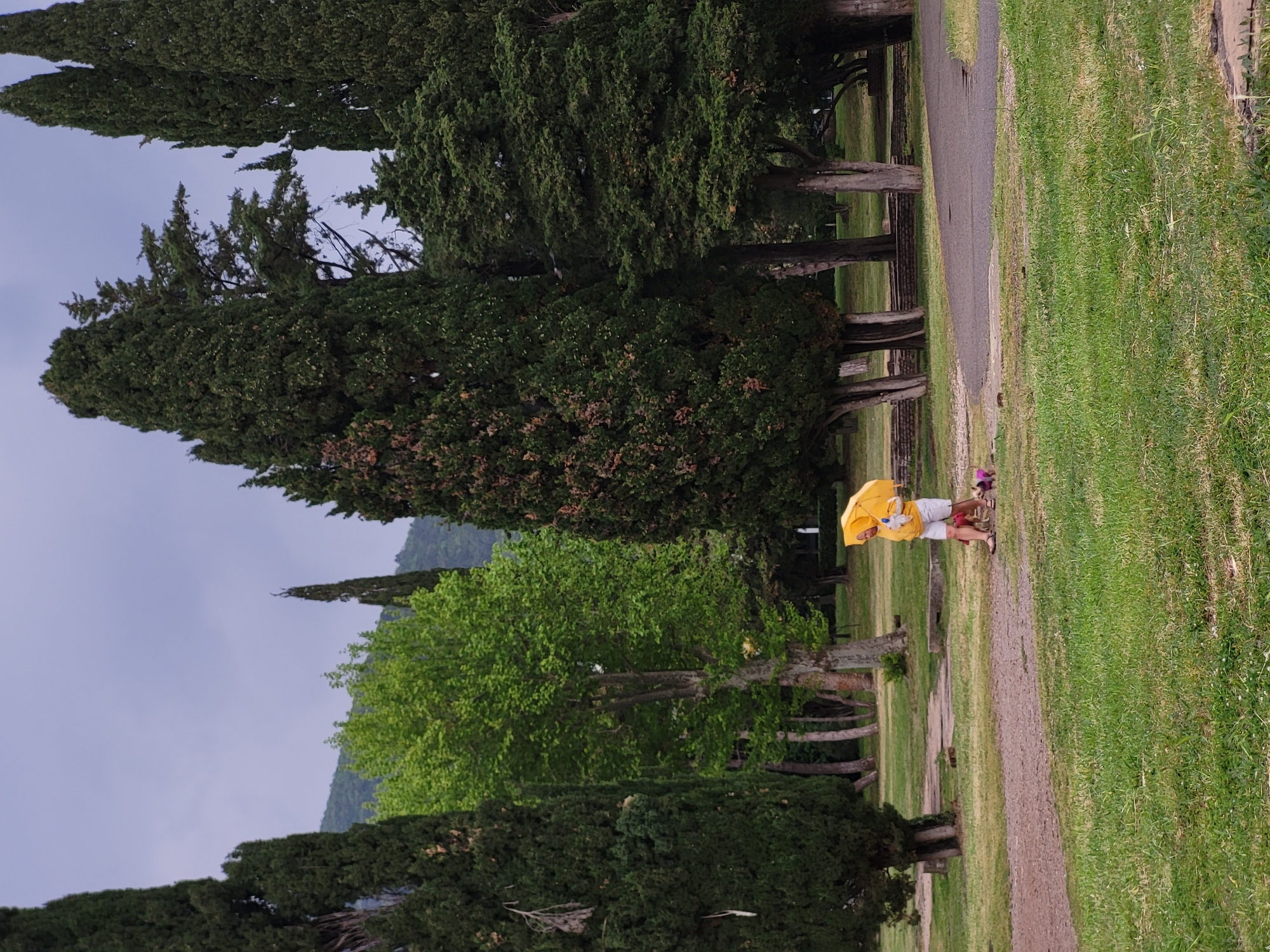 The image captures an outdoor scene, likely a park or a well-maintained cemetery avenue, characterized by lush greenery and towering trees under an overcast sky. A person is seen walking along a narrow, unpaved path that stretches from the foreground into the midground. This individual is holding a bright yellow umbrella and appears to be wearing light-colored shorts and a yellow or white top. Behind them, a small pink object or figure is partially visible.
The path is bordered on both sides by extensive green grass and rows of tall, slender evergreen trees, possibly cypresses, which create a strong vertical element in the composition. In the mid-ground, a large deciduous tree with vibrant, light green foliage stands out against the darker evergreens. Distant hills or mountains are faintly visible against the light gray-blue sky in the background. The time of day appears to be daytime, under bright but diffused light, suggesting an overcast day. No visible text is present in the image. The setting is consistent with a natural or landscaped area in Budva, Montenegro.
