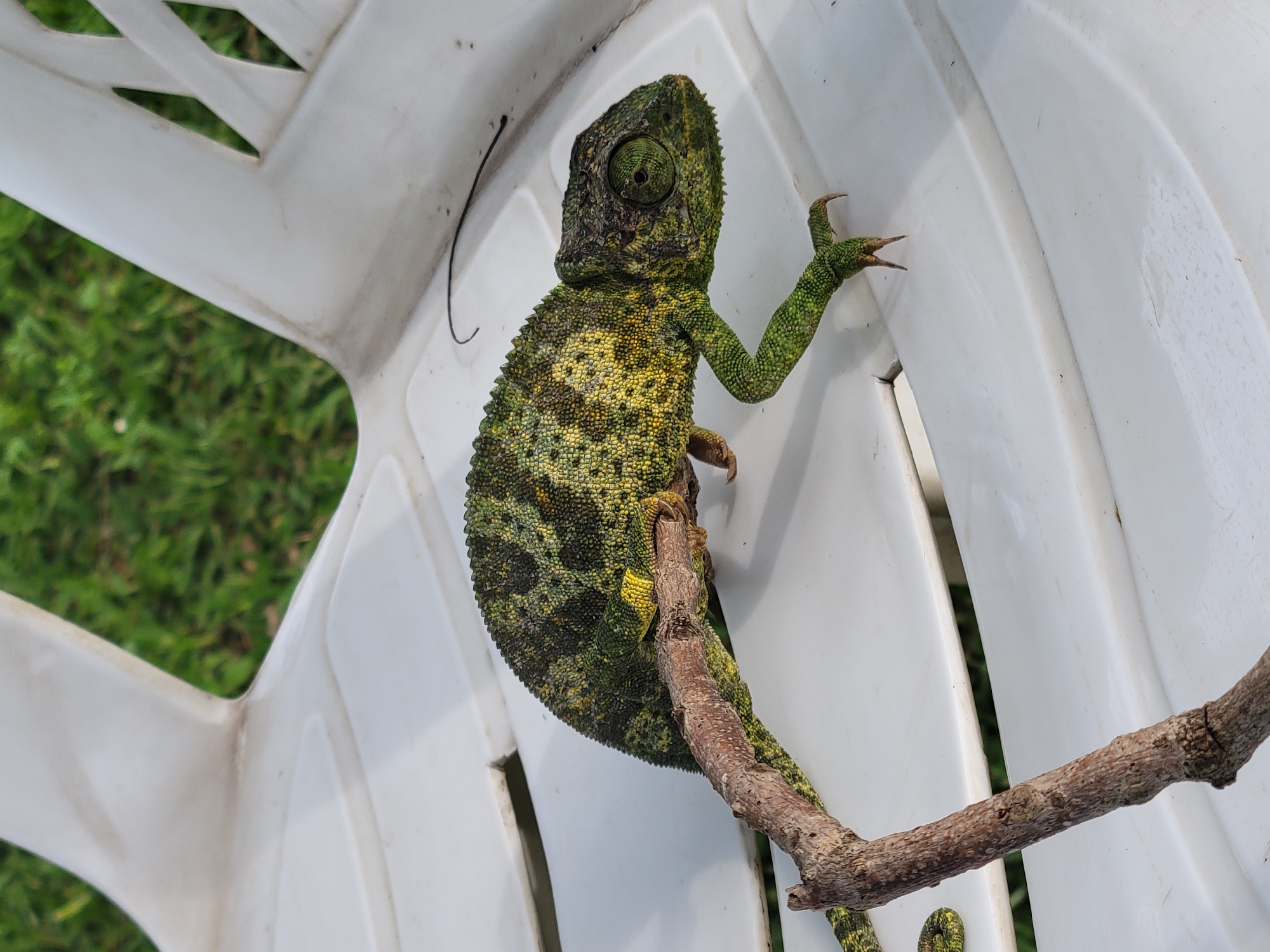 A chameleon with green and yellow mottled skin rests on a dry brown branch, which is positioned across a white plastic chair. The chameleon's body curves along the branch, with its head facing right, its large eye looking forward. Its front right leg is extended and gripping the branch, displaying sharp claws. The chair is outdoors, with out-of-focus green grass visible in the background. The scene appears to be in a residential area in Jos, Nigeria, likely a backyard or patio.