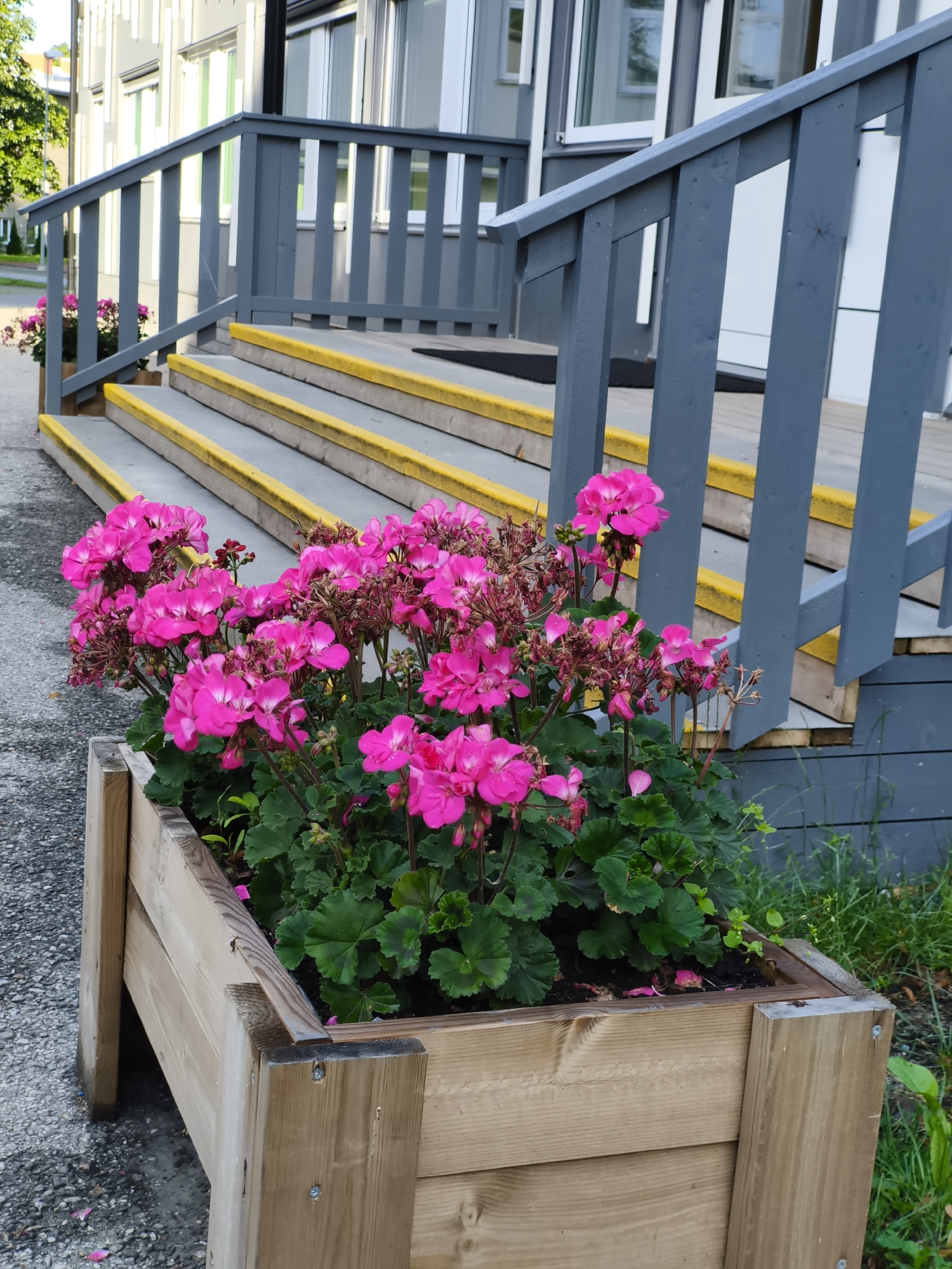 A wooden planter box filled with bright pink geraniums is positioned in front of a building with gray siding and a gray railing. The planter box is situated on a paved area adjacent to a set of concrete stairs, each step edged with a bright yellow stripe. The building appears to be a modern structure with multiple windows. The scene is outdoors, likely in a public or semi-public space in Tallinn, Estonia, indicated by the architectural style and the presence of planters and building access. No people are visible in the image. The lighting suggests it is daytime, possibly late afternoon given the angle of any potential light source.
