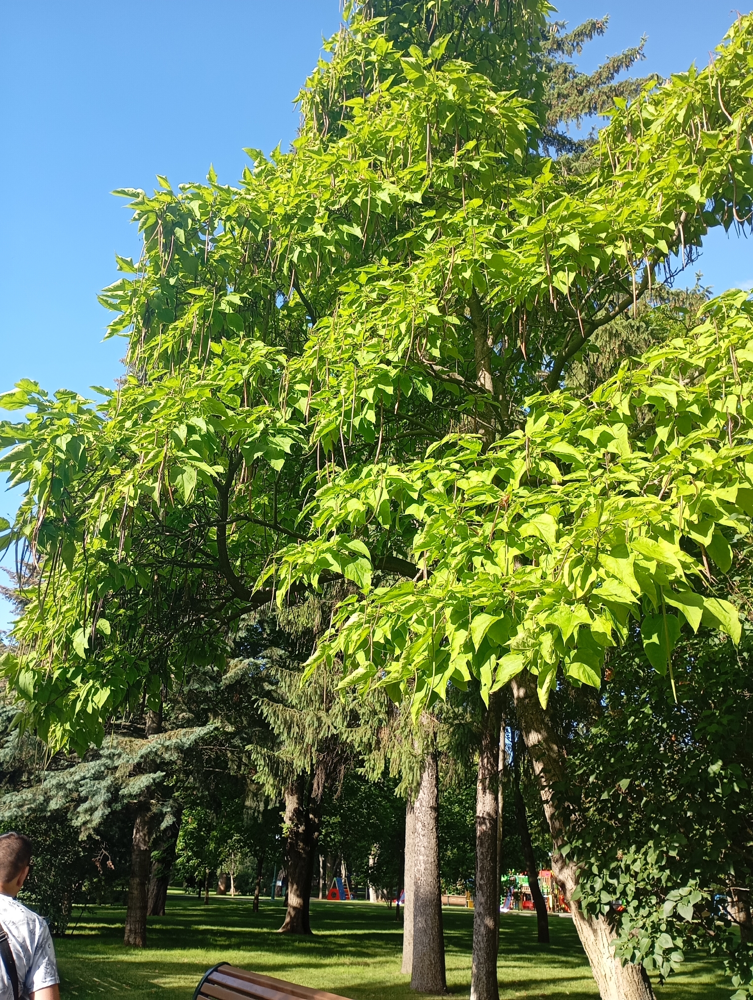 This image depicts a park scene in Kharkiv, Ukraine, on a clear day with a bright blue sky. The foreground is dominated by a large tree with abundant green leaves and long, brown, pod-like seed casings hanging down. The tree's branches spread wide, creating a canopy. Behind this tree, several other trees are visible, including some tall evergreen trees with dark green needles. The ground is covered in neatly mown green grass. In the mid-ground, there is a wooden park bench and further back, playground equipment with colorful slides. To the far left of the image, a person viewed from the back, wearing a light-colored patterned shirt and a backpack, is partially visible, walking away from the camera. The overall impression is a peaceful and sunny day in a well-maintained park.