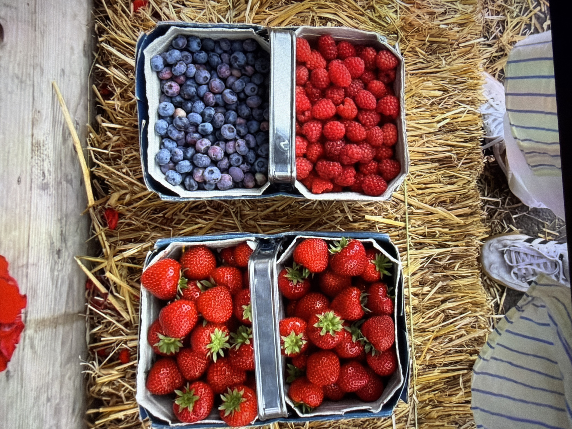 An overhead, slightly rotated view showcases two sets of freshly picked berries displayed in rectangular, handled baskets, resting on a bed of hay or straw in Ros Na Rí, Ireland.
The top basket, divided by a metallic handle, contains plump, purplish-blue blueberries in its left compartment and vibrant red raspberries in its right compartment. Both sections are filled to the brim.
Below it, the second basket, also featuring a metallic handle, is completely filled with bright red strawberries. Many of the strawberries still have their green calyxes attached, indicating their freshness.
To the left of the baskets, a light-colored wooden plank is visible. The background around and beneath the baskets is composed of dry, golden hay or straw, suggesting a rural, farm, or market setting.
On the far right, a person's lower leg and foot are partially visible. They are wearing a light-colored garment with thin blue horizontal stripes and a white athletic shoe with laces.
The scene is brightly lit, implying daytime. The image captures the natural colors and textures of the berries and their rustic environment. No visible text is present in the image.