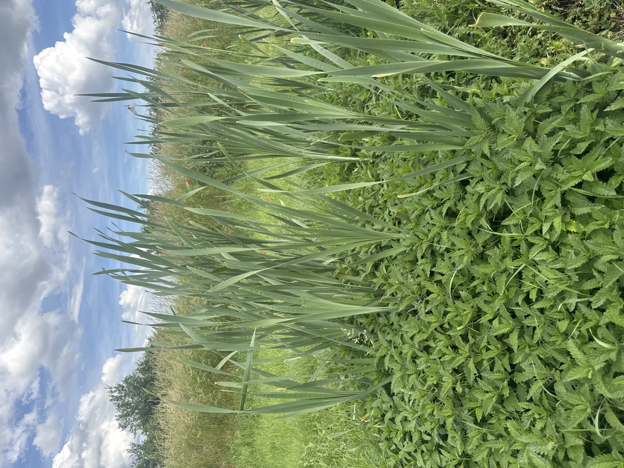 The image depicts a close-up view of a dense patch of green plants, likely nettles, in the foreground. Tall, broad, green leaves of what appear to be iris or similar plants rise from behind the nettles, dominating the midground and extending towards the sky. The background reveals a field of tall, dry grasses, interspersed with some green vegetation and distant trees. The sky above is partly cloudy, with white, fluffy clouds against a blue backdrop. The scene appears to be outdoors in a natural environment, possibly a meadow or field edge. There are no people or animals visible in the image. A small number of red specks, possibly poppies, are sparsely visible within the background vegetation. The overall impression is one of abundant, untamed plant life under a dynamic sky.