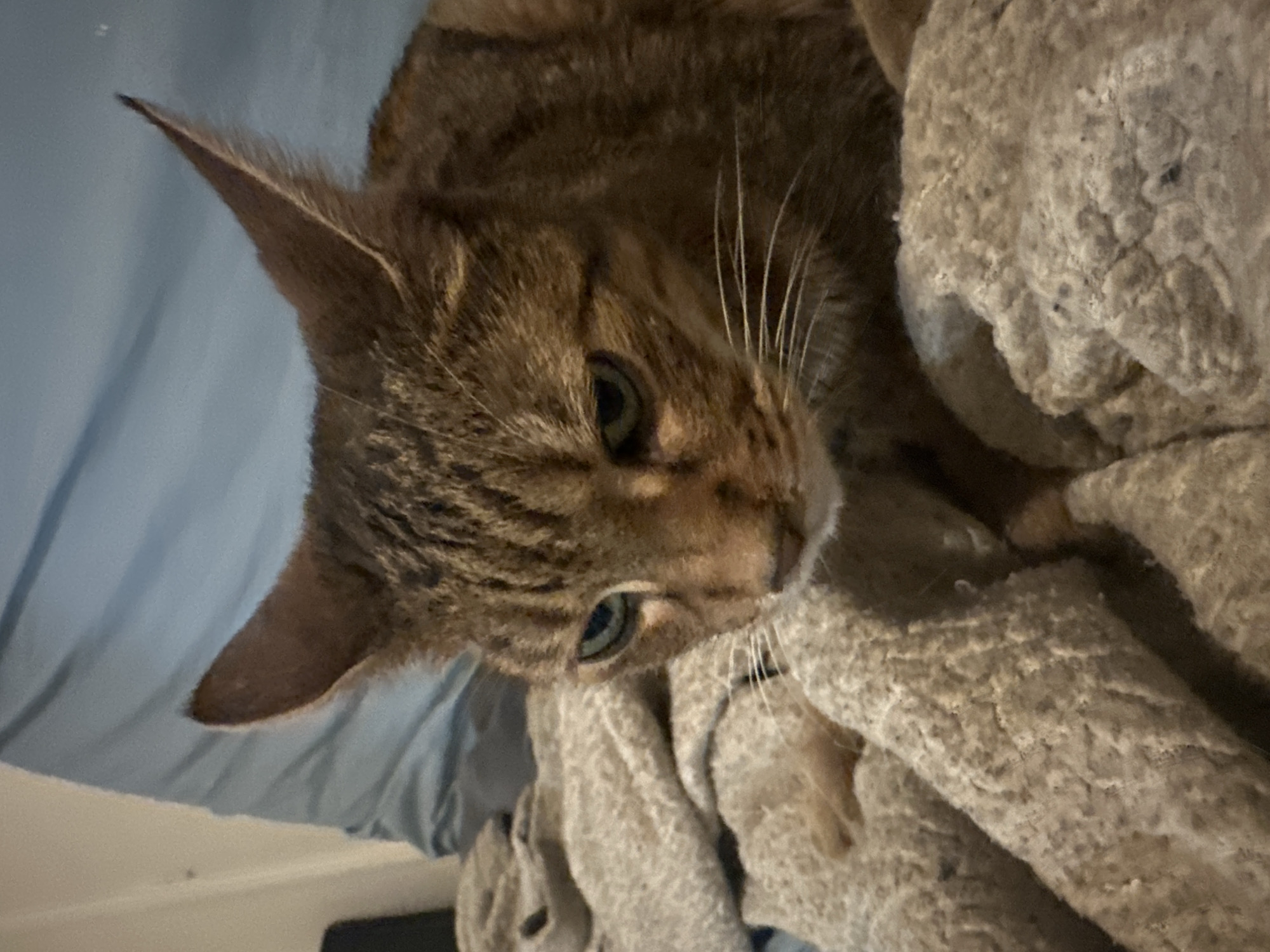 A close-up, eye-level shot shows a domestic cat with tabby markings resting on a beige, textured blanket. The cat's face is turned to the left, with its gaze directed downwards. Its fur is a mix of brown, black, and orange. The cat's ears are pointed upwards, and one ear is slightly tilted. Behind the cat, a blue fabric is visible, possibly a pillow or bedding. The lighting is dim, creating shadows and highlighting the texture of the cat's fur and the blanket. The image is a close-up and does not provide information about the location of Paris, France.