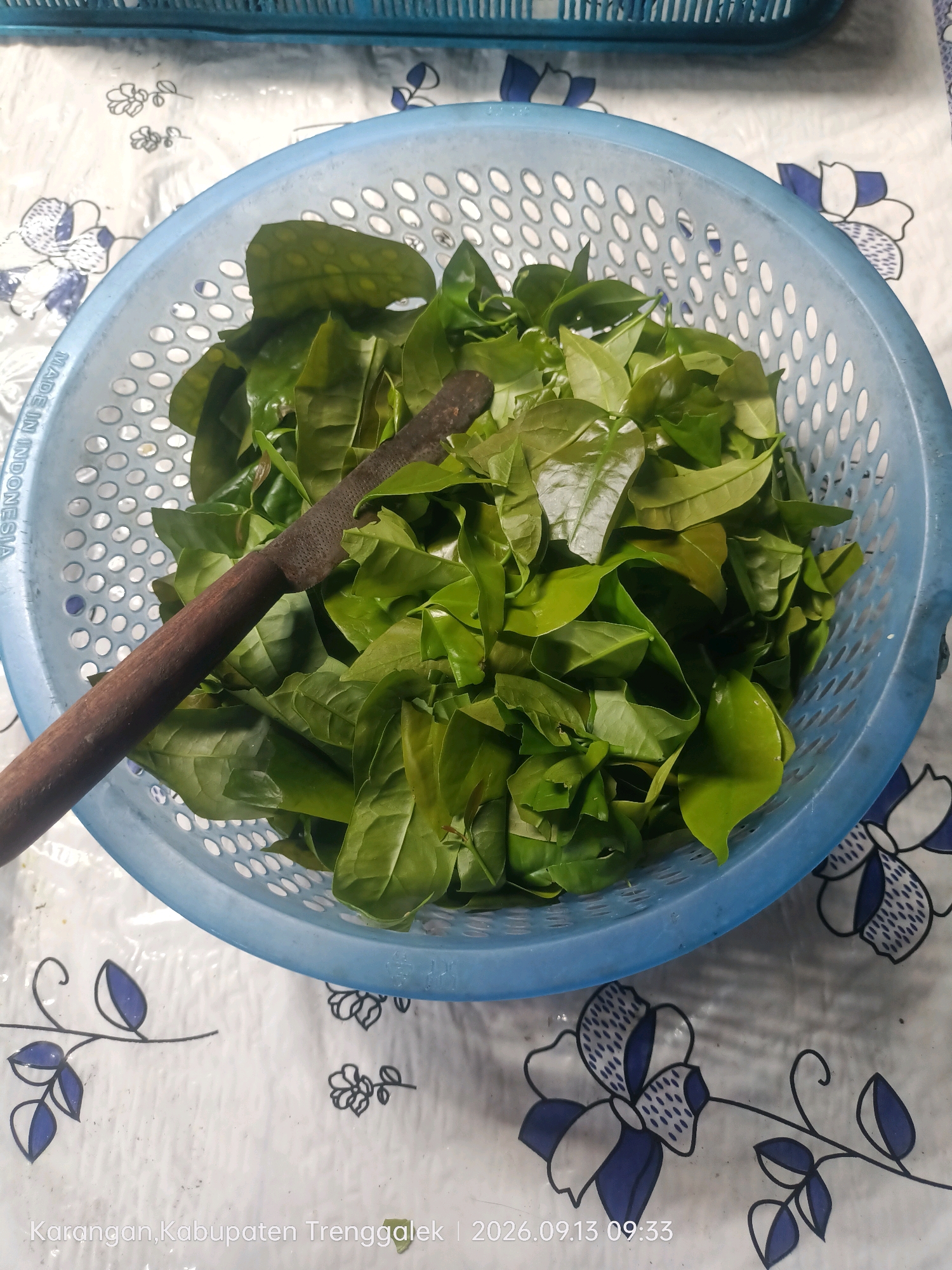 A close-up, overhead shot shows a blue plastic colander filled with fresh, green leafy vegetables. A rustic, dark-brown wooden utensil with a rough textured surface is placed diagonally across the leaves. The colander rests on a white tablecloth with a simple, repetitive blue and white floral pattern. In the bottom left corner of the image, text reads "Karangan, Kabupaten Trenggalek | 2026.09.13 09:33". The background above the colander shows the edge of a blue plastic basket.