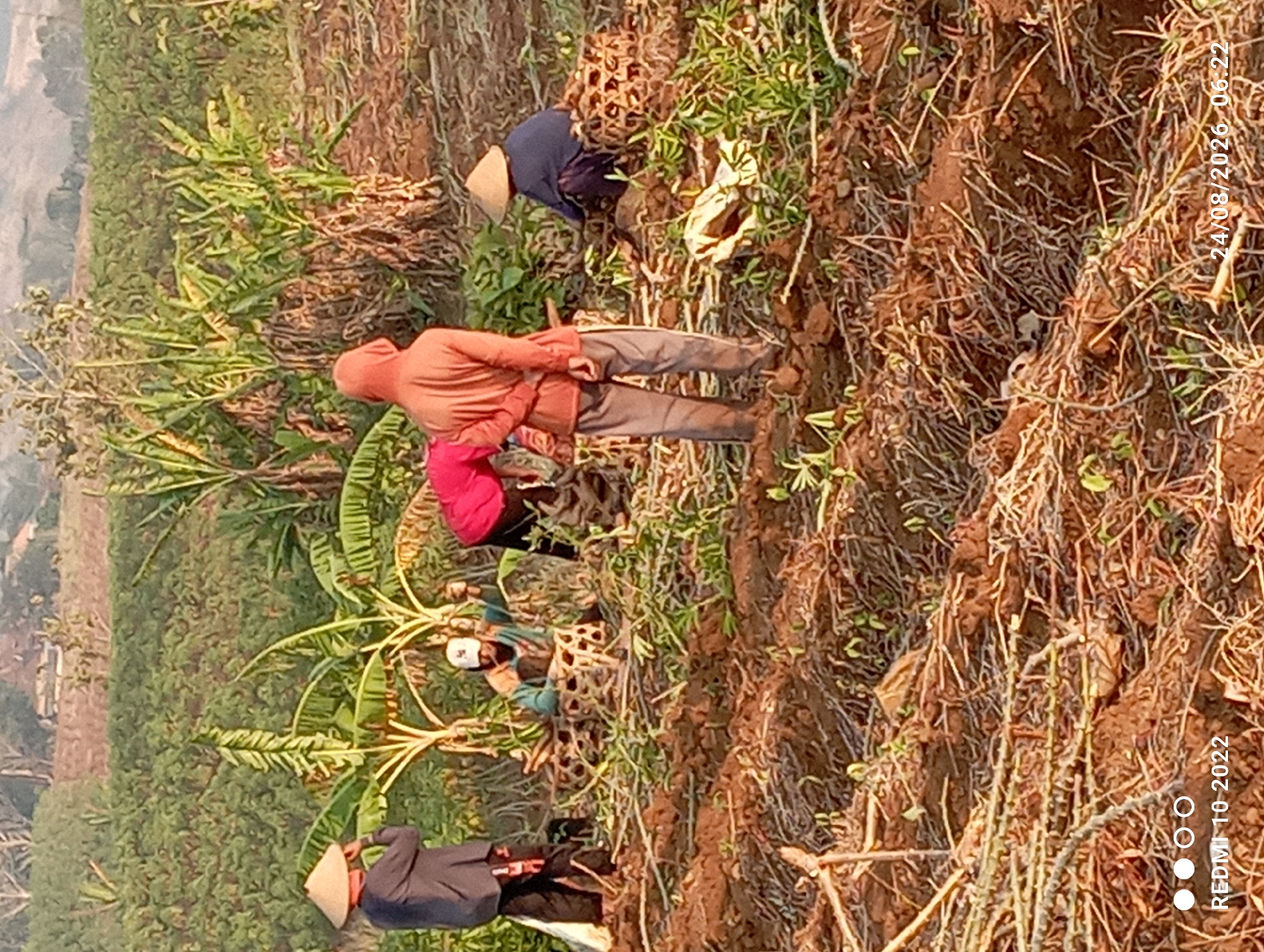 This is a photograph of a field in Gandik, Indonesia, depicting a group of people engaged in agricultural work. The field is characterized by rows of cultivated plants, including what appear to be banana trees and possibly cassava, set against a backdrop of rolling hills. The ground is tilled and shows evidence of recent harvesting or planting.
Four individuals are visible, each wearing traditional conical hats, suggesting a rural setting and agricultural practices common in Southeast Asia. One person, on the far left, stands facing away from the camera, wearing a dark long-sleeved shirt and dark pants. Another individual is seated in the center of the frame, wearing a light blue shirt and a white cap, working amongst woven baskets. To their right, a person in an orange hooded sweatshirt and gray pants is also engaged in activity, seemingly observing or assisting. On the far right, another person, wearing a dark top and hat, is crouched down, working with the harvested material. The presence of woven baskets, likely used for collecting produce, further emphasizes the agricultural context. The lighting suggests it is either early morning or late afternoon.