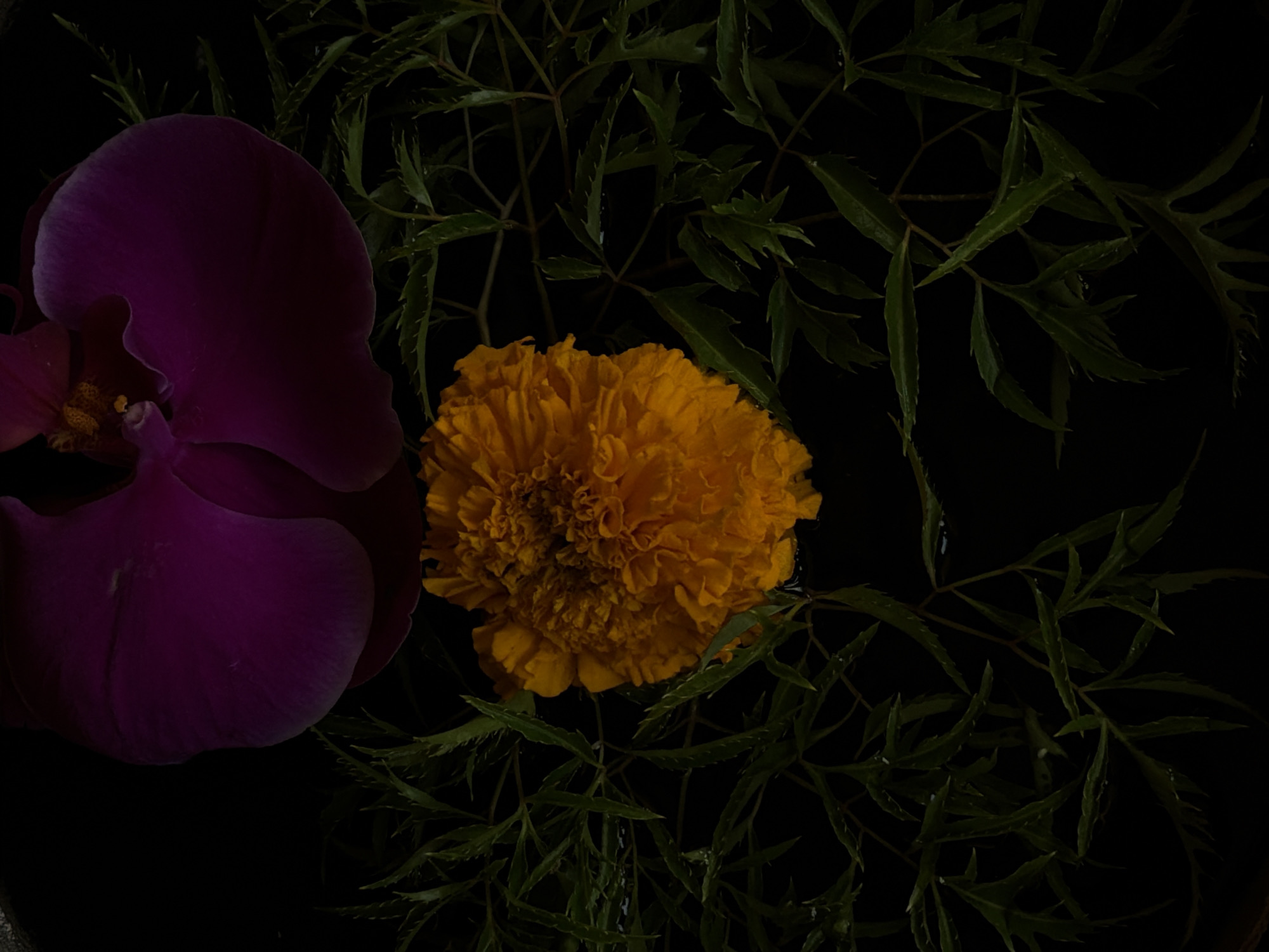The scene, located in Belalang, Indonesia, depicts a still life arrangement of botanical elements against a uniformly dark, likely black, background. A partial view of a dark purple orchid occupies the upper frame, exhibiting a visible yellow-orange reproductive structure within its petals. Directly below and centrally positioned is a singular, vibrant orange marigold, characterized by dense, ruffled petals. Multiple stems of serrated, dark green foliage surround the marigold, extending across the mid and lower sections of the image. All botanical subjects appear to be floating on or submerged in a shallow, dark liquid, evidenced by subtle surface reflections and wetness. There are no individuals or discernible human activity present.