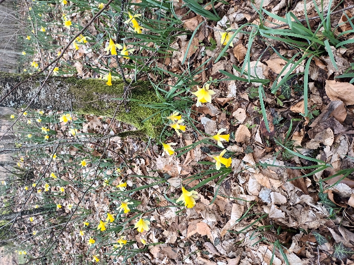 The image displays a forest floor scene located in Étalle, Belgium. The ground is predominantly covered by a dense layer of dry, light brown deciduous leaves. Numerous yellow daffodils (Narcissus spp.) are scattered across this leaf litter, each featuring vibrant yellow petals surrounding a central yellow corona, supported by green stems and elongated green leaves. A prominent tree trunk, covered in green moss and lighter grey lichen, stands vertically slightly to the right of the image center. Bare, dark-colored deciduous tree branches crisscross the midground and background, originating from the central trunk and other trees. Patches of dark green ground cover, consistent with ivy, are visible among the leaves and daffodil growth. The background shows a blurred continuation of the woodland environment, featuring additional trees and daffodils. No human individuals, animals, or man-made objects are present. The scene is illuminated by natural, diffused daylight.
