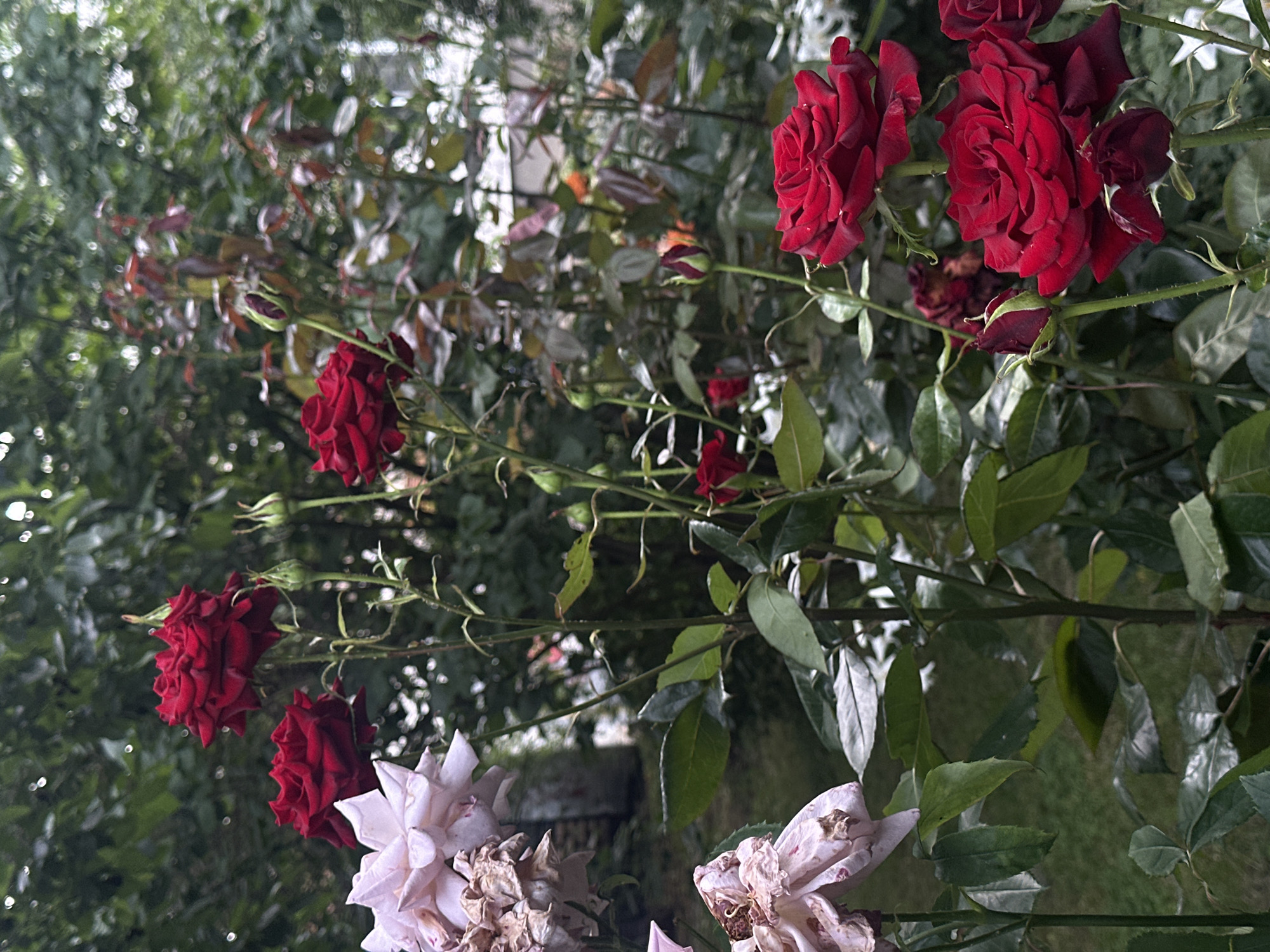 This is a medium shot, eye-level, outdoor photograph of a rose bush with several red and pale pink roses, some in full bloom and others as buds, set against a blurred background of green foliage. The lighting is natural and diffused, suggesting an overcast day or the shade of trees. The red roses are vibrant and richly colored, with tightly packed petals, while the pale pink roses appear softer and more delicate, with some showing signs of wilting or fading. The leaves of the rose bush are dark green and appear healthy. The overall impression is one of a lush garden setting. The location is identified as Sofia, Bulgaria. There are no people or animals visible in the image.