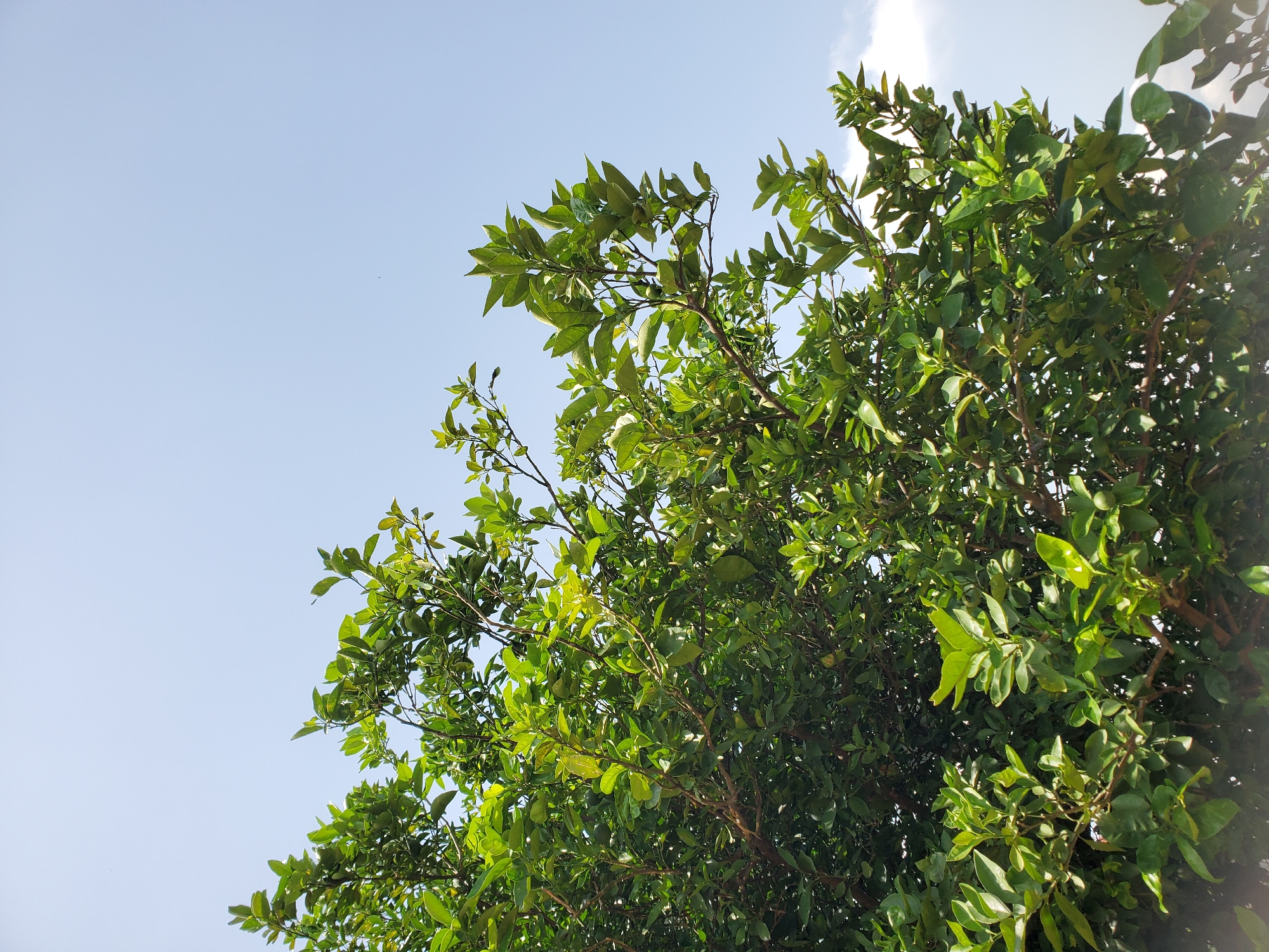 A close-up, upward-facing shot of a leafy green tree fills the majority of the frame. The branches and leaves are dense and vibrant, suggesting a healthy tree. The background is a clear, bright blue sky with a few wispy white clouds visible on the right side. The image appears to be taken on a sunny day. This scene was captured in the city of Suleja, Nigeria.