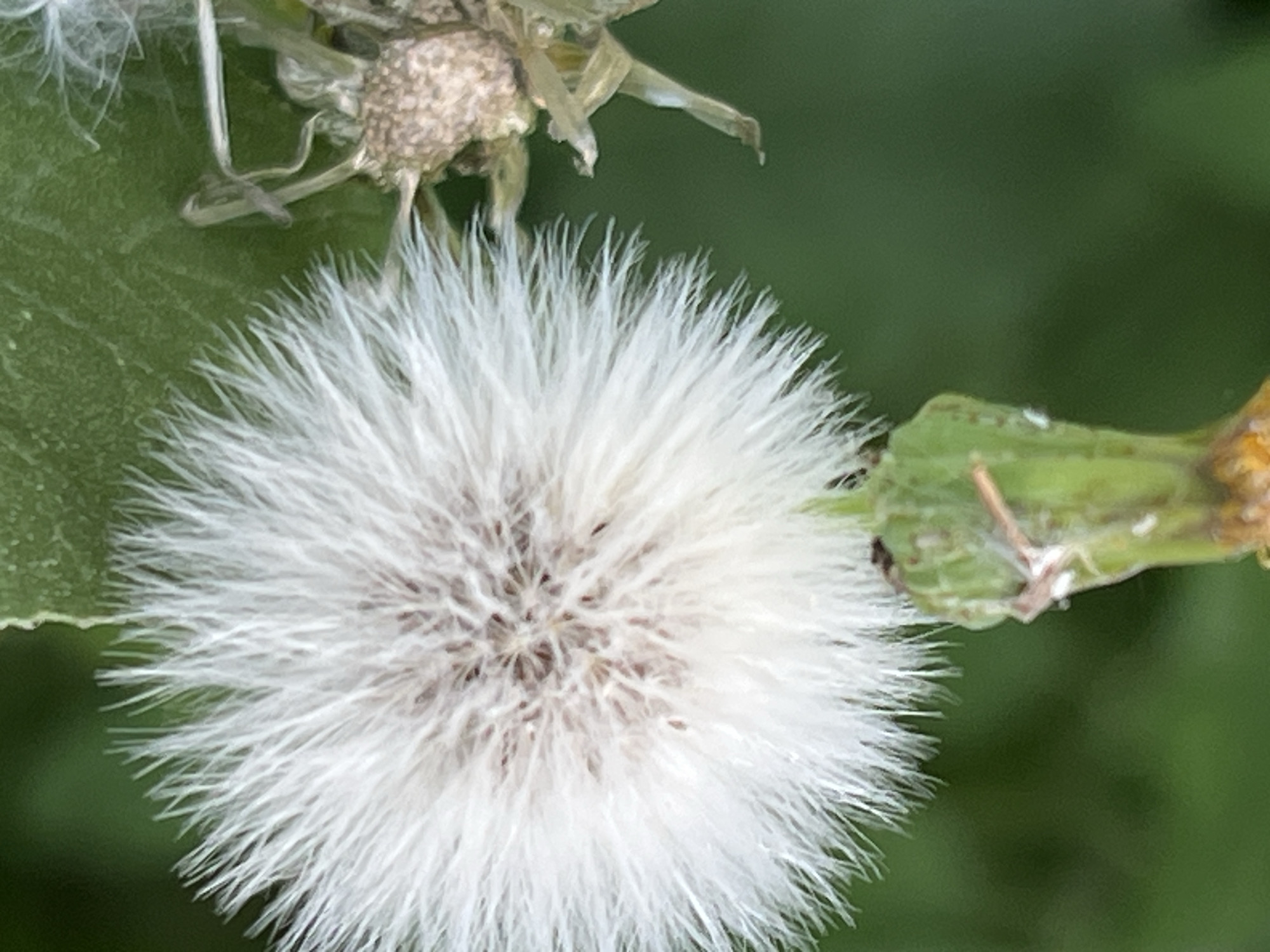 The image shows a close-up, vertical shot of a dandelion seed head with a fuzzy, white appearance, set against a blurred green background. The seed head is prominent in the center-left of the frame, with delicate white filaments radiating outwards. To the right of the seed head, a dried, brown seed receptacle with visible remnants of florets is partially visible. The green background suggests an outdoor environment, possibly a park or garden. There are no people or animals in the image. The lighting appears to be natural daylight. The exact location in Krasnyye Barrikady, Russia cannot be determined from the image itself.