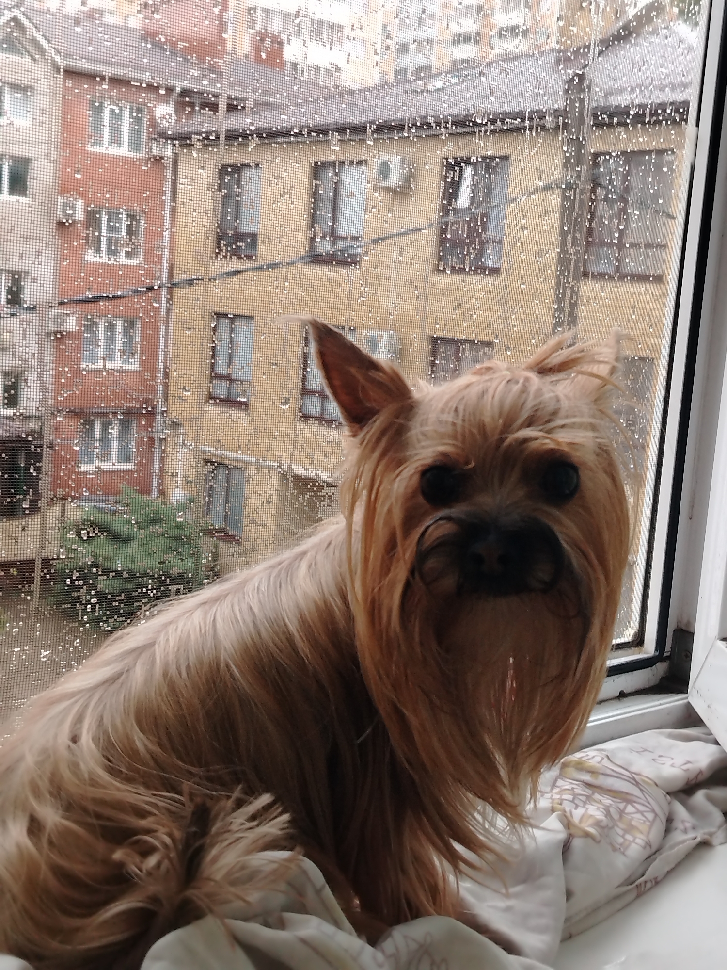 A light brown Yorkshire Terrier sits on a white cloth in front of a window on a rainy day. The dog's face is visible, with its ears perked up and its fur falling around its face. The window is covered in raindrops, and behind it, several buildings can be seen, some with red and yellow facades. The overall scene suggests a domestic setting in Krasnodar, Russia, where the dog is observing the rainy weather outside.