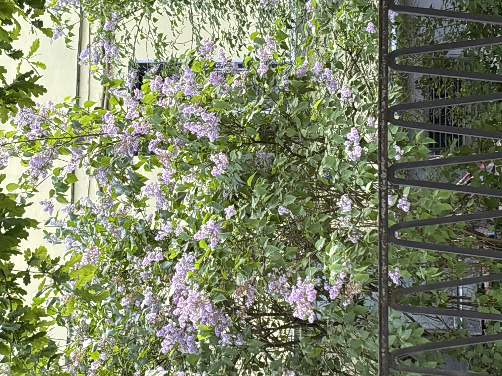This media file displays a vertical composition of a vibrant outdoor scene, primarily featuring flowering plants and a section of a building. The image is brightly lit, indicating daytime.
The majority of the upper and central portions of the frame are dominated by a lush lilac bush, adorned with numerous clusters of small, light purple blossoms and verdant green leaves. The branches and foliage are dense, creating a rich texture. Interspersed within and around the lilac are other green leaves, including some with distinct lobed shapes, possibly from an oak tree, visible in the upper-left corner.
Towards the left side of the image, a light yellow or beige building facade is visible, partially obscured by the foliage. A dark, rectangular window opening can be seen within the building's wall, peeking through the branches. The wall surface appears smooth with some faint vertical lines or architectural details.
The lower section of the image features a dark, weathered metal fence or railing that extends horizontally across the bottom. This fence has a distinctive, repetitive wavy or zigzag pattern formed by flat metal bars. Its dark color contrasts with the vibrant green and purple of the plants. Beyond the fence, more green foliage is faintly discernible.
The scene evokes the feeling of late spring or early summer, showcasing nature's bloom in an urban setting, possibly a courtyard or garden in Saint Petersburg, Russia, as per the provided context. There are no people, explicit activities, or visible text in the image. The overall atmosphere is calm and natural.