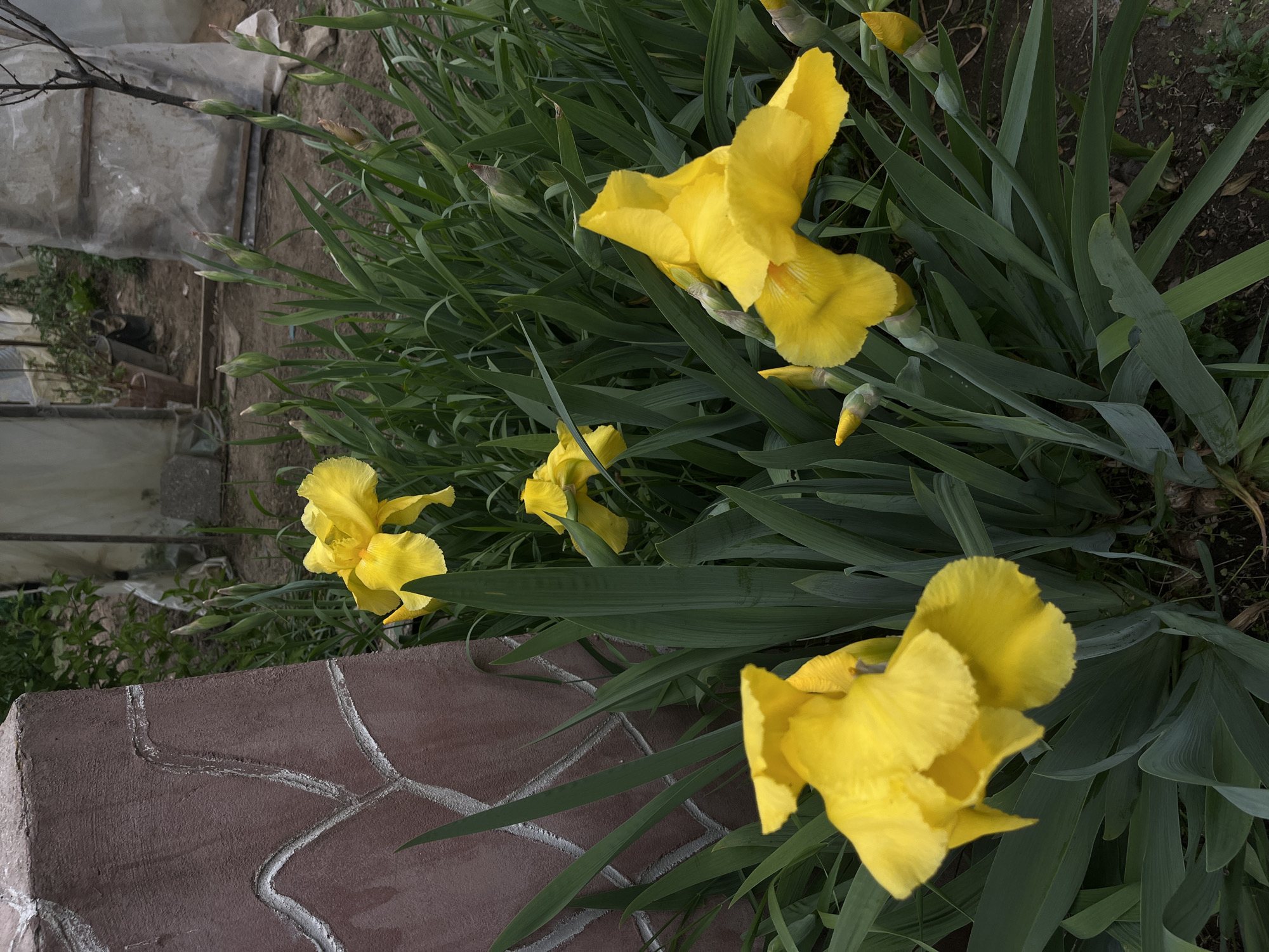 The image shows a cluster of yellow iris flowers in bloom, growing near a brick edge. The flowers are the primary subjects, with several blossoms fully open and others still in bud. The background features long, green iris leaves and glimpses of an outbuilding. The location is Lozarevo, Bulgaria.