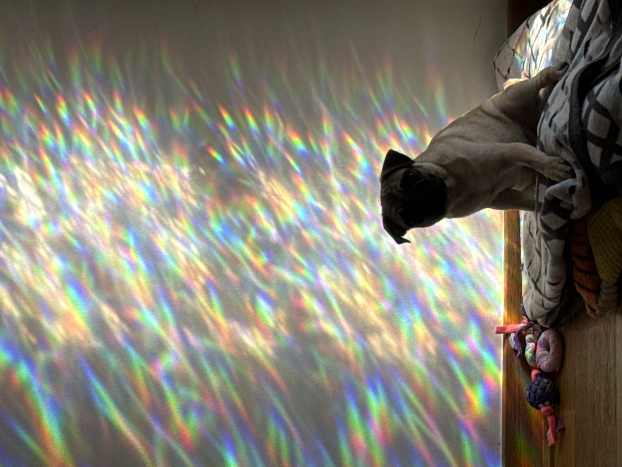 A fawn-colored pug dog sits on a patterned blanket on a wooden floor, looking towards the left. The wall behind the dog is illuminated with a vibrant display of rainbow-colored light refractions. To the left of the dog, on the floor, are several small dog toys, including a blue ball-like toy, a pink ring-shaped toy, and a pink stick-like toy. The lighting creates a magical and whimsical atmosphere in what appears to be an indoor setting, likely a home.