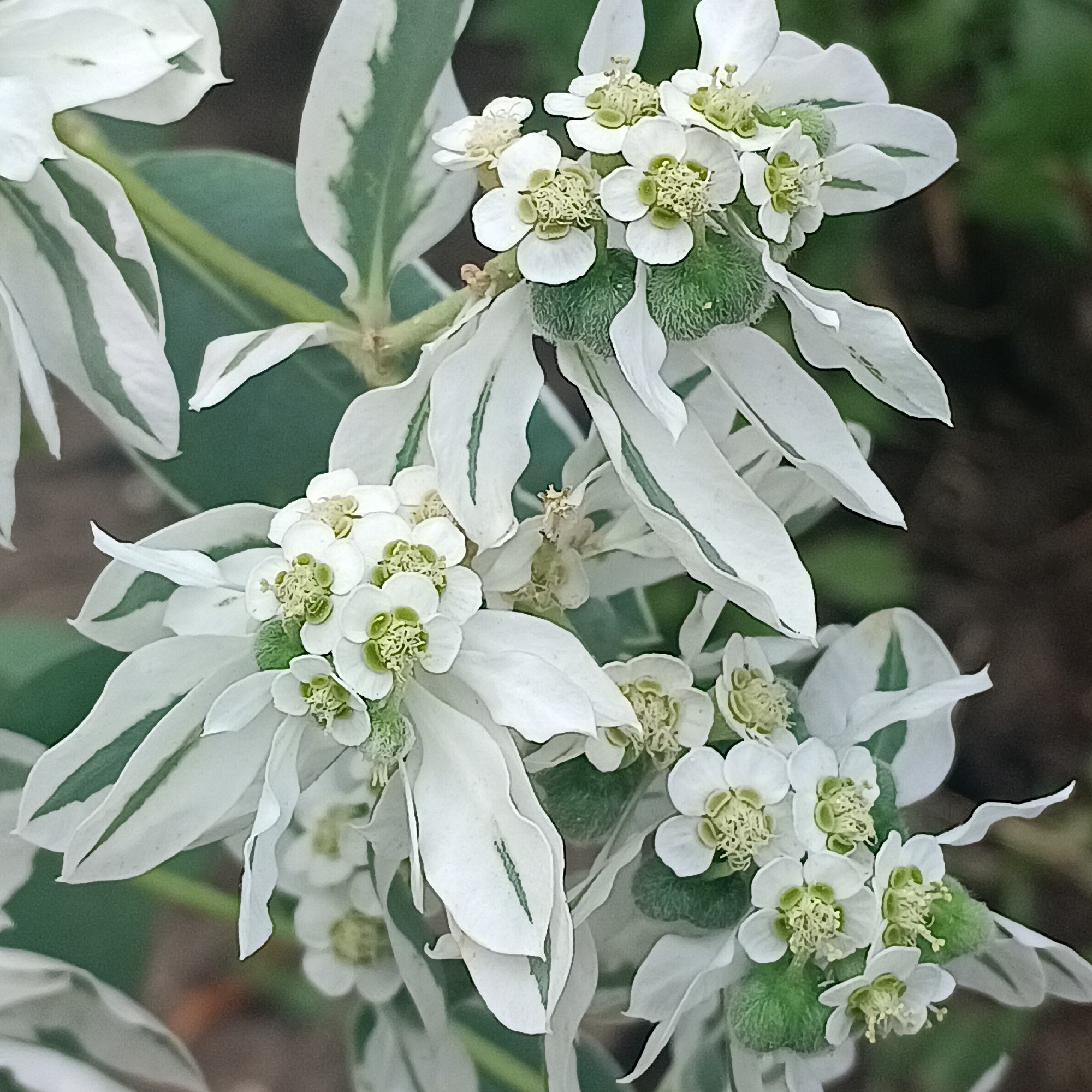 A close-up photograph captures a cluster of white and green flowers with variegated leaves. The flowers are small, with delicate white petals and light green centers. The leaves are ovate, with irregular white margins and green centers streaked with white. Several fuzzy, green structures, possibly seed pods, are visible beneath the flowers. The background is a soft blur of green and dark brown, suggesting a natural setting. The image is sharp and well-lit, focusing on the intricate details of the plant. The location of this scene in Samara, Russia, is not ascertainable from the image itself.