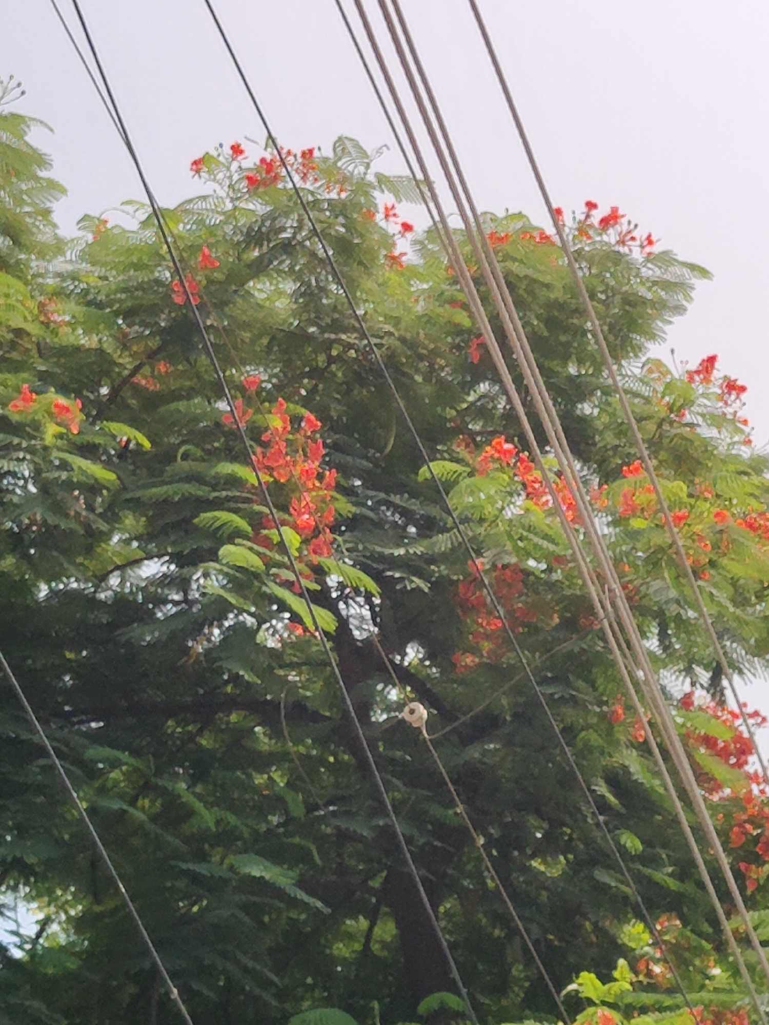 The image shows a tree with red flowers and green leaves, with power lines running diagonally across it. The sky is overcast. The scene is likely outdoors in a city setting, given the presence of power lines. The specific location in Gurgaon, India cannot be determined from the image alone, as there are no identifying landmarks or contextual clues.