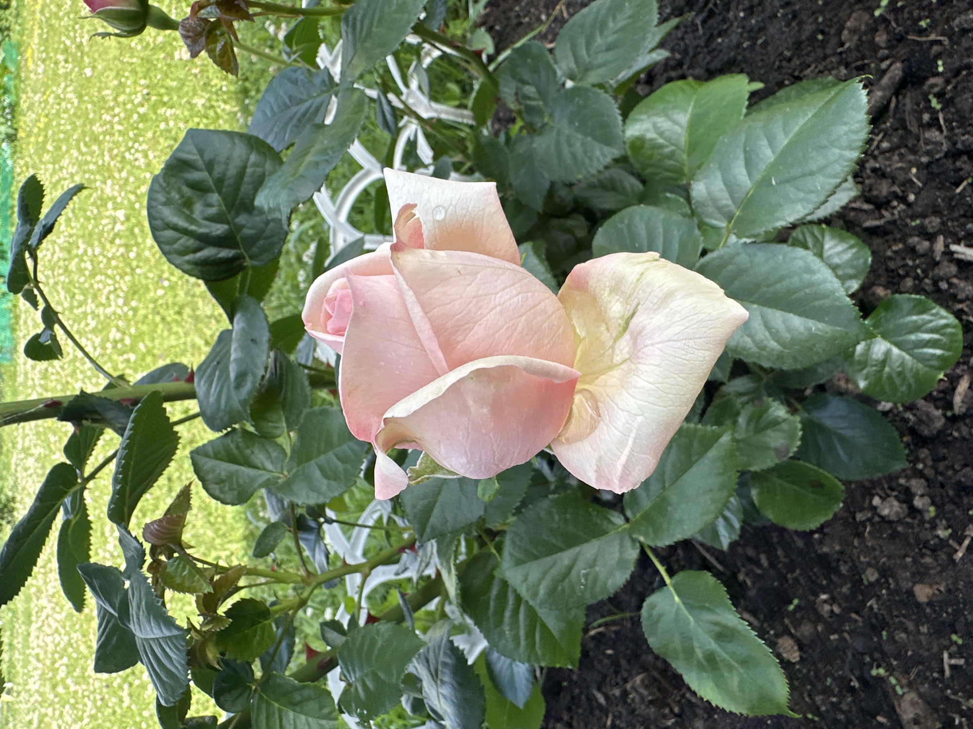 A single pale pink rose, with delicate petals, some of which appear slightly wilted, is in full bloom. The rose is centered in the frame, surrounded by lush green foliage. The plant is growing in dark soil, with a white decorative fence visible in the background. Beyond the fence, a sun-drenched lawn with small white flowers creates a vibrant backdrop. The image is a close-up of the rose, emphasizing its texture and subtle color variations, with hints of dew drops on some petals. The overall impression is one of a serene garden setting in Chernishnya, Russia.