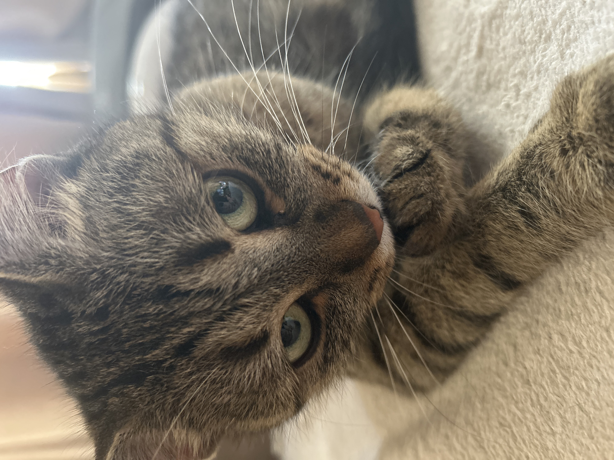 A close-up, high-angle shot captures the face of a domestic tabby cat, positioned vertically or diagonally in the frame. The cat has short, striped fur in shades of brown, grey, and black, with distinct tabby markings on its forehead and around its eyes. Its large, round eyes are a striking light green or amber color, with pupils that appear somewhat dilated, reflecting a bright light source, likely from a window. A prominent pink nose and numerous long, white whiskers radiate from its muzzle.
The cat is looking directly at the camera with an alert and curious expression. One of its front paws, covered in matching striped fur, is visible and curled up near its face, suggesting it is resting or playfully posing. The cat appears to be lying on or against a soft, textured surface, possibly a cream or off-white blanket, cushion, or cat tree, which fills the lower and right portions of the frame. The background is softly blurred, indicating an indoor setting during what appears to be daytime. No specific location cues for Sofia, Bulgaria, are visible within the image itself. There is no visible text.