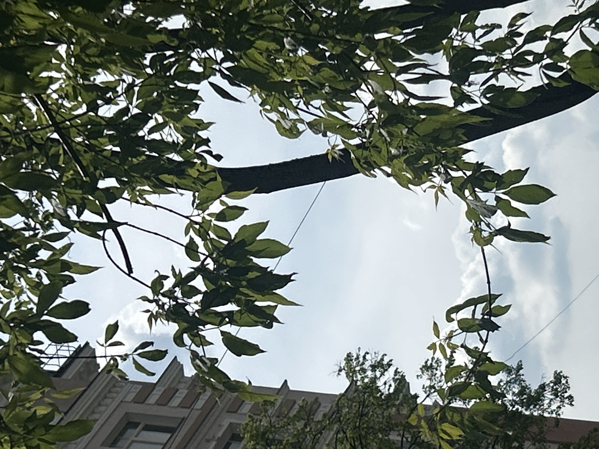 The image shows a view of the sky and clouds through the leaves and branches of trees, with a building visible at the bottom of the frame. A thick, dark-colored cable or wire runs horizontally across the upper part of the image. The building has a distinct architectural style with pointed gables or peaks. The image is taken from a low angle, looking upwards. The location is Unknown, Unknown.