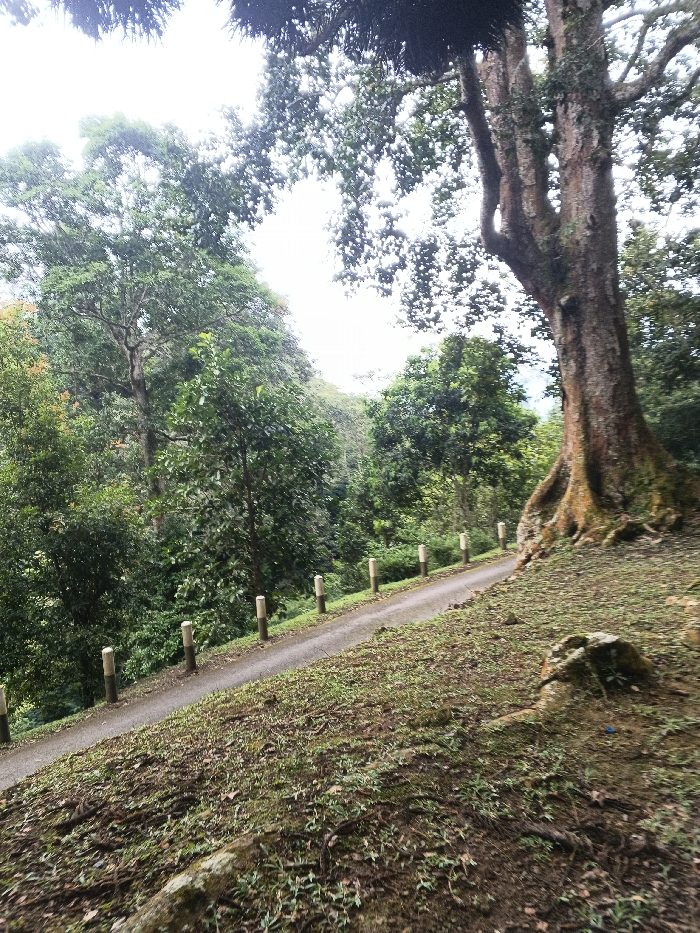 This image depicts a natural, wooded landscape featuring a narrow, descending paved path within Tah, Vietnam. A large, mature tree with a thick, textured trunk and prominent buttress roots anchors the right side of the foreground, its canopy extending upwards and left against an overcast sky. The asphalt path curves gently to the left, bordered on its left side by a series of eight uniformly spaced, light-colored cylindrical bollards with darker bases. Dense green foliage, comprising numerous trees and thick undergrowth, covers the terrain to the left of the path and recedes into the background. The ground immediately adjacent to the path and in the lower right foreground is covered with sparse grass, moss, and exposed tree roots. A large, moss-covered rock formation is visible in the lower right. No individuals, animals, or active events are present in the scene.
