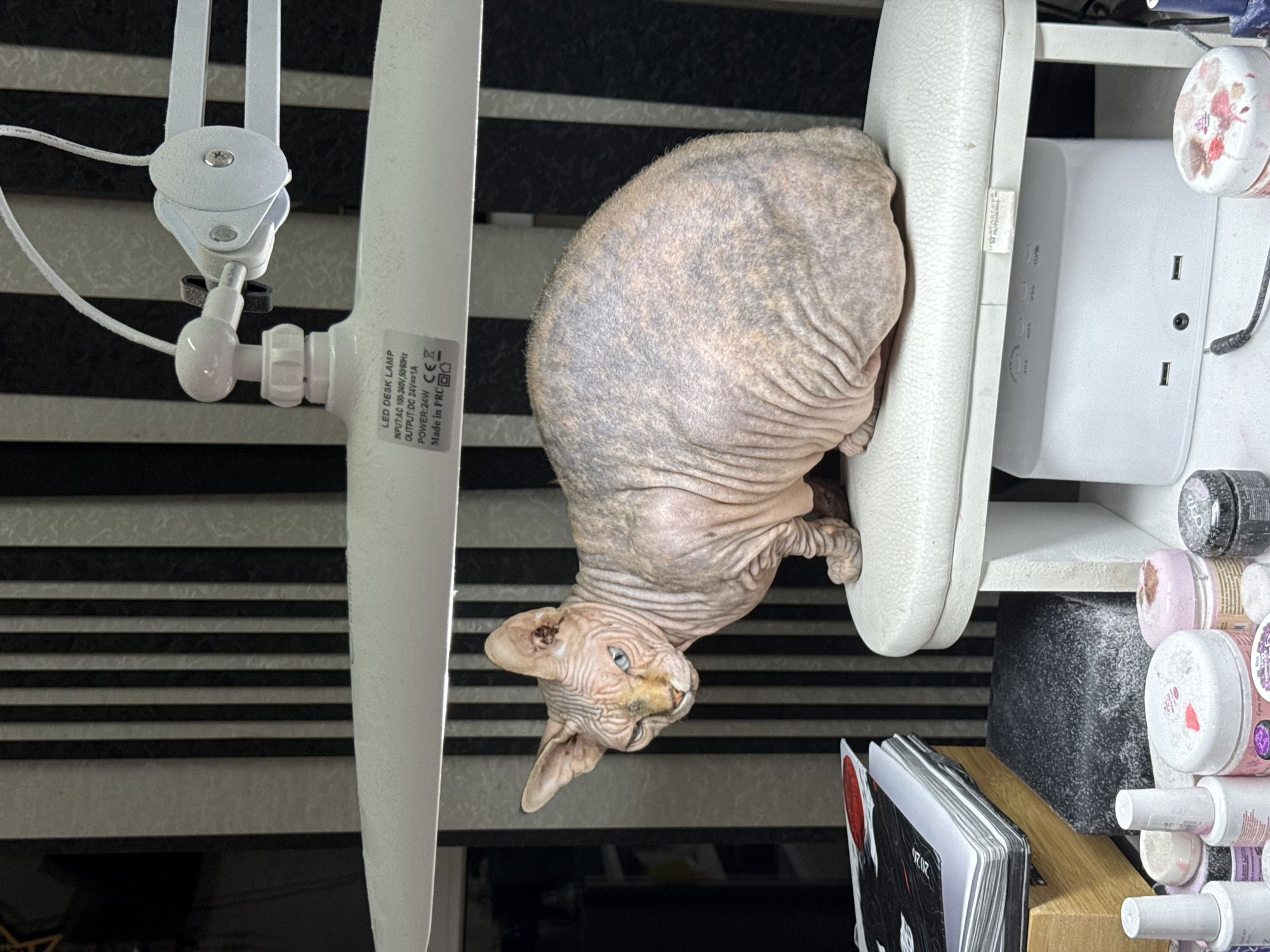 A hairless cat is lying on a white object. The cat is gray and has wrinkled skin. The background is a black and white striped wall. A white lamp with a power adapter is visible. The image appears to be taken indoors.