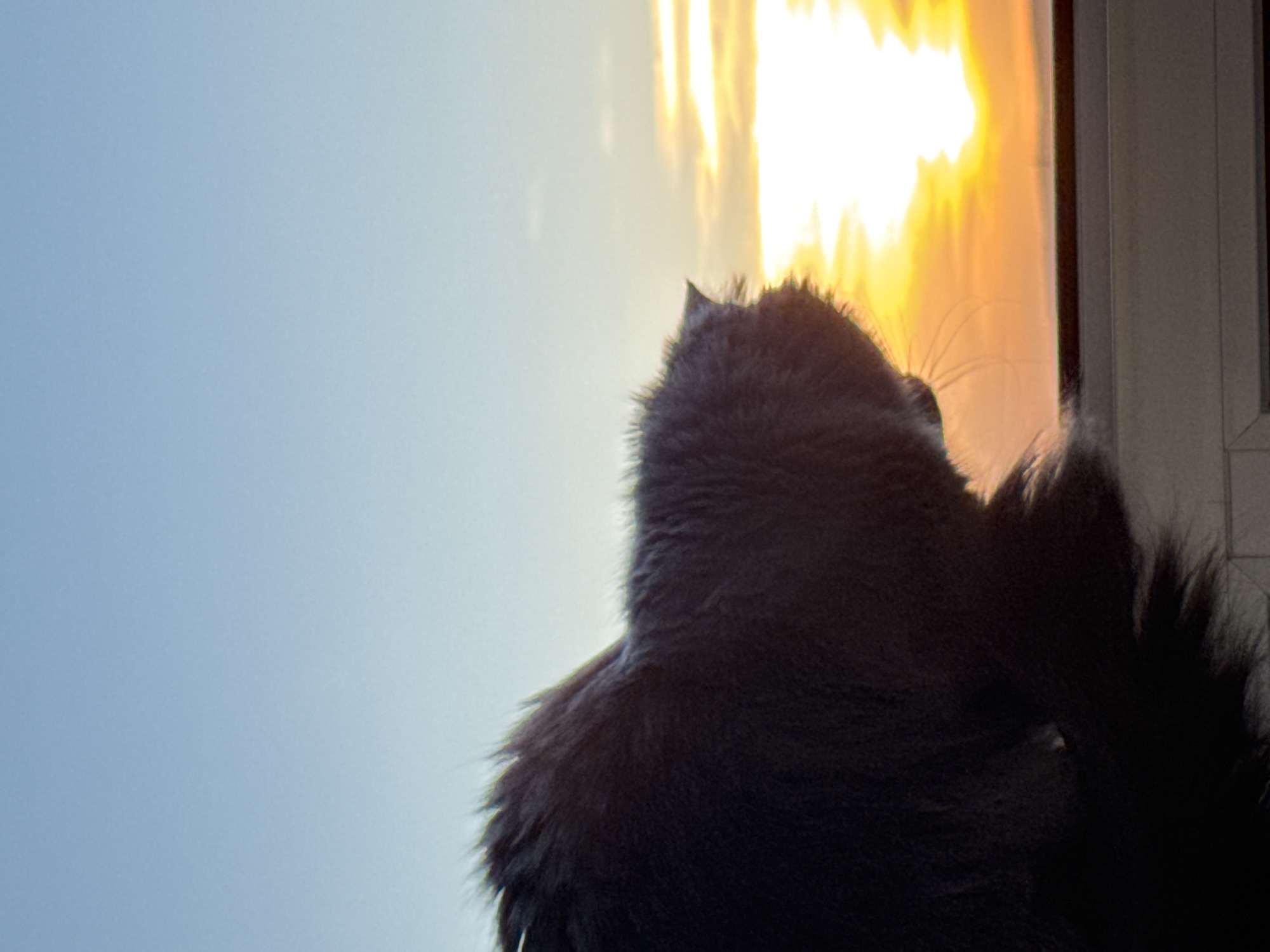 A dark-furred cat, viewed from behind, is captured looking out a window. The cat's back, head, and a portion of its fluffy tail are visible, primarily in silhouette against the bright outdoor scene. Its fur appears thick and dark, likely deep grey or black, with individual hairs accentuated around its form.
The right side of the image is dominated by an intensely bright, golden-orange light, indicative of a sunset or a strong reflection of the sun. This light appears in vertical streaks, creating a vivid backdrop. To the left, the sky is a clear, soft blue, suggesting fair weather. The silhouette of one of the cat's ears is distinct against the brilliant light, and a few fine whiskers are visible near its head, catching the glow.
A light-colored window frame is partially visible on the far right edge, delineating the indoor space from the vibrant exterior. The cat appears to be gazing intently at the radiant light, suggesting a moment of quiet observation. The scene depicts a tranquil moment, likely during late afternoon or early evening due to the quality and color of the light. This image was taken in Varna, Bulgaria. No text is visible.