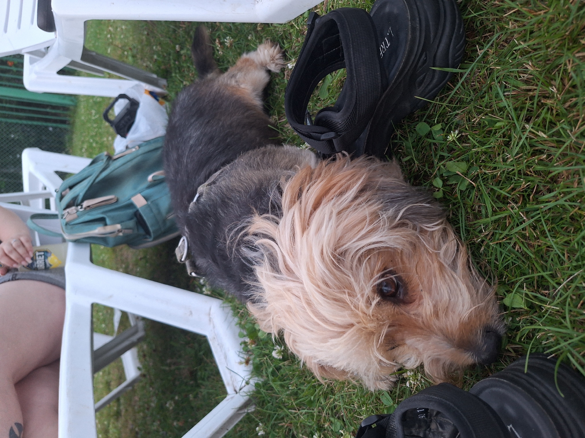 A small, scruffy dog with light brown and dark grey fur lies on a grassy lawn. Its head is resting on the grass, and its eyes are partially closed. A black sandal is placed next to its head. In the background, two white plastic lawn chairs are visible, and a green backpack is placed on the ground between them. A person's legs and a hand holding a bottle are partially visible in the upper left corner of the image. The scene appears to be outdoors, possibly in a park or backyard, in the city of Atamanovka, Russia.