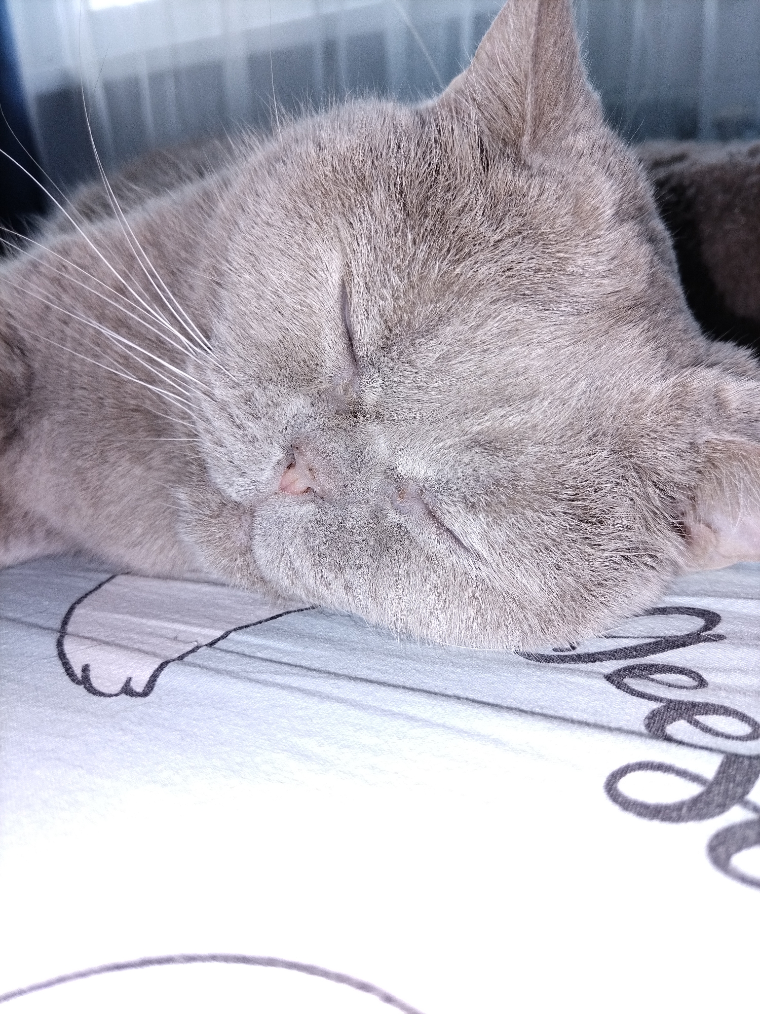 A close-up, overhead shot captures a sleeping grey cat, its eyes closed and fur soft. The cat is lying on a surface with a patterned design, featuring faint outlines of paw prints and script. The background is blurred, showing a hint of window blinds or curtains. The lighting is soft, creating a peaceful atmosphere. The image appears to be taken indoors.