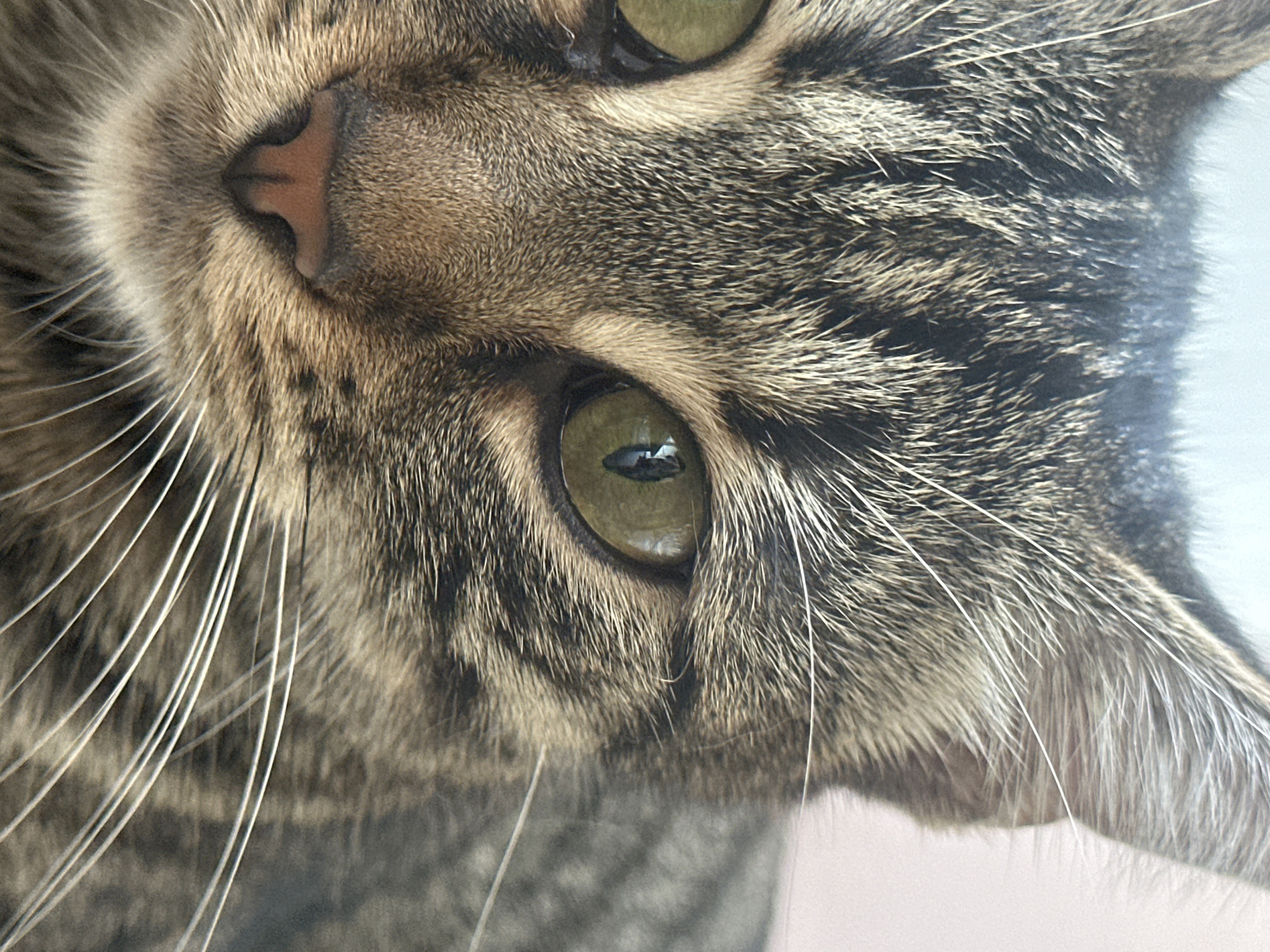 This is a close-up, eye-level, medium shot of a tabby cat's face, cropped to show its eyes, nose, whiskers, and fur. The cat's fur is a mix of brown, black, and gray stripes. The cat's eyes are a striking green with visible pupils. Its nose is a pinkish-brown color. Long, white whiskers extend outwards from its muzzle. The background is blurred and appears to be a pale pinkish-white. The lighting is soft and diffused, highlighting the texture of the cat's fur. There is no information provided about the location in the city of Sofia, Bulgaria.