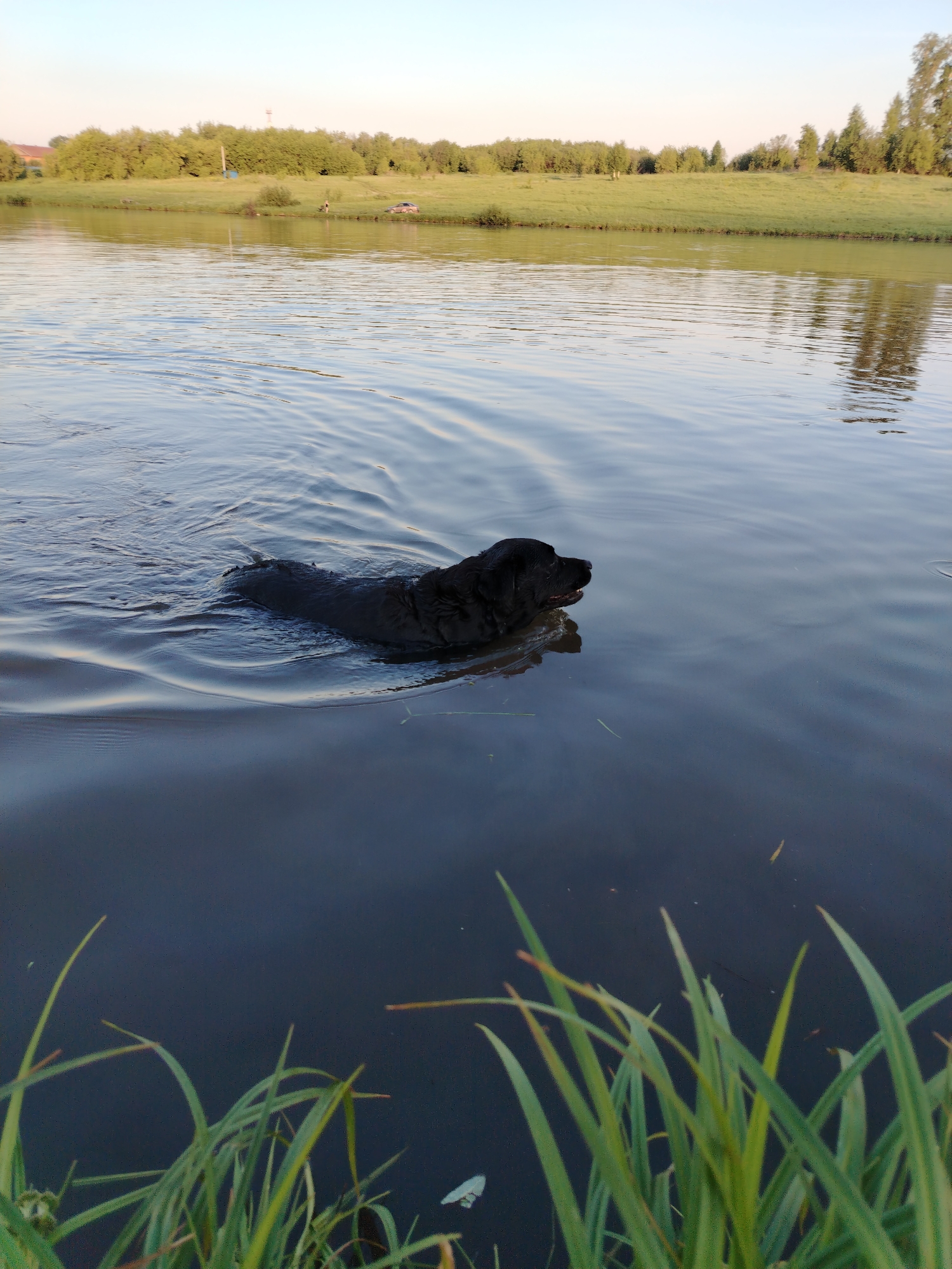 The image depicts an outdoor natural scene, situated in Рассвет, Russia, likely during late afternoon or early evening based on the soft light.
In the midground, a large, calm body of water, possibly a lake or wide river, occupies the majority of the frame. The water is a deep blue-grey, reflecting the light sky with subtle ripples across its surface. A single black Labrador Retriever is actively swimming, positioned in the lower-left to mid-left portion of the water. Its head and upper back are visible above the surface, creating visible concentric ripples that extend outwards. The dog is facing towards the right side of the frame, appearing focused.
The background features a gently sloping grassy bank, predominantly green, stretching horizontally across the image above the waterline. Behind this immediate grassy area, a dense line of lush green deciduous trees and shrubs forms a natural barrier. Further into the distance on the left, faint architectural structures or buildings are discernible. On the mid-right side of the bank, a light-colored vehicle, possibly a car or SUV, is parked, partially obscured by the terrain. Adjacent to the vehicle and closer to the water's edge, a faint human figure is visible, while another smaller, darker object or figure is positioned slightly to their left. In the treeline further left, a distinct blue object, possibly a barrel or container, stands out. On the far right, taller, slender trees cast faint vertical reflections onto the water's surface. The sky above is clear and light, transitioning from a pale blue at the top to a very light, almost white or yellow hue near the horizon, indicating calm weather.
In the immediate foreground, along the bottom edge of the frame, several long, thin blades of green grass or reeds emerge from or float on the water, providing a sense of depth and framing the lower portion of the scene.