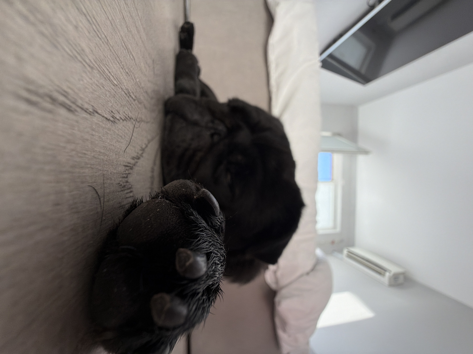 A low-angle, close-up shot focuses on the paw of a black dog, likely a pug, resting on a light brown wooden floor. The dog's head and body are blurred in the background, suggesting it is lying down. The environment appears to be a bedroom, with a bed covered in white and light grey bedding visible behind the dog. A wall-mounted air conditioning unit is present on the ceiling in the upper right portion of the image. In the upper left, a portion of a black flat-screen television mounted on a white wall is discernible. The overall lighting suggests an indoor daytime setting. The scene is devoid of human presence and any specific indicators of its location in Sirius, Russia.