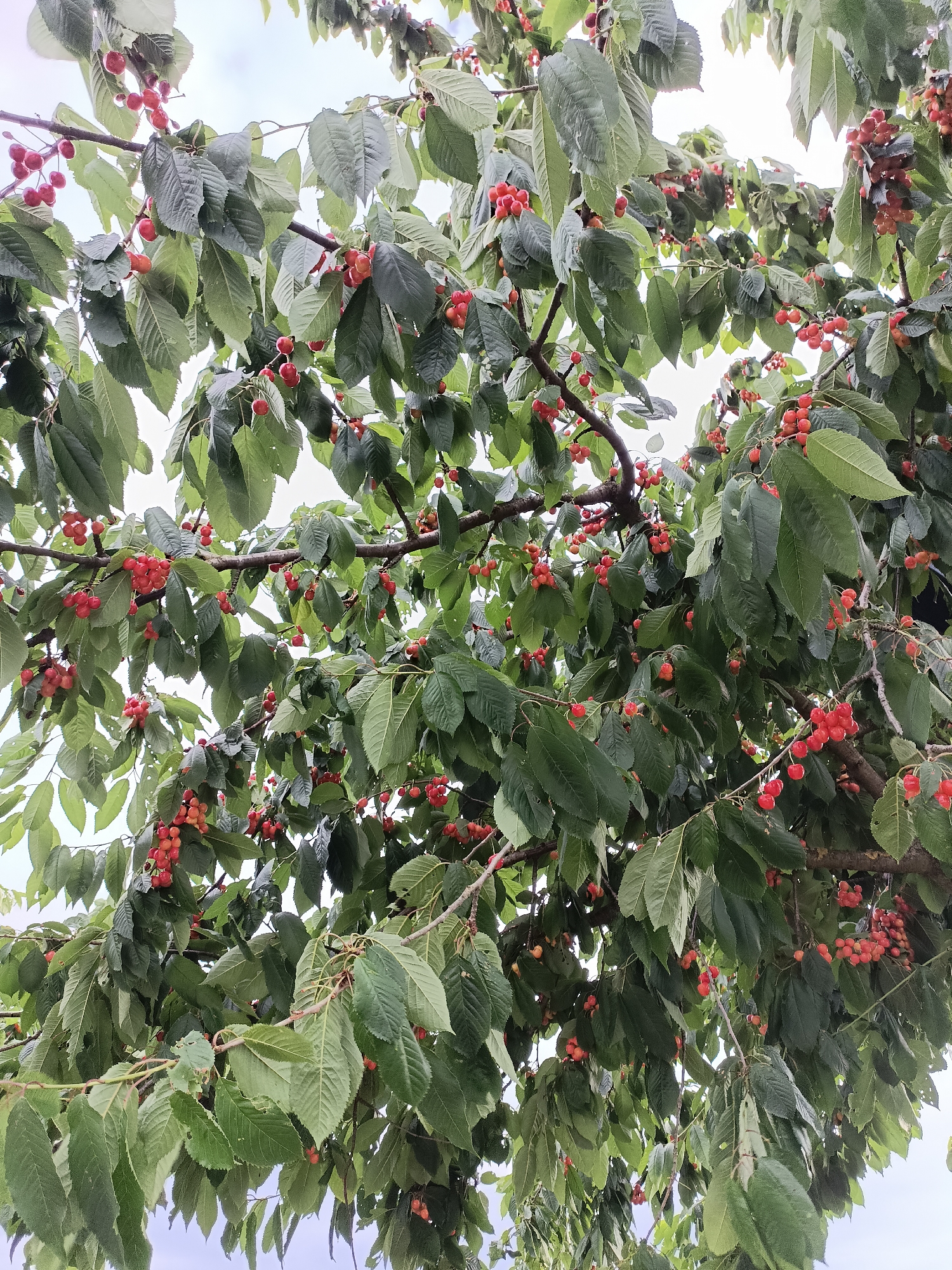 This media file depicts a close-up view of a cherry tree laden with ripe cherries. The cherries are a vibrant red, clustered densely on branches among lush green leaves. The branches themselves are dark and textured, suggesting maturity. The background is a bright, overcast sky, indicating a cloudy or diffused lighting condition, possibly indicating daytime but not direct sunlight. The perspective is from below, looking up into the canopy of the tree, giving a sense of immersion in the foliage and fruit.
The image captures a scene of natural abundance, with the cherries appearing ready for harvest. There are no people visible. The overall impression is one of a rural or garden setting, likely in Gartz (Oder), Germany, during the cherry season. The focus is solely on the fruit and the tree, conveying a sense of natural beauty and the bounty of the harvest. No text is visible in the image.