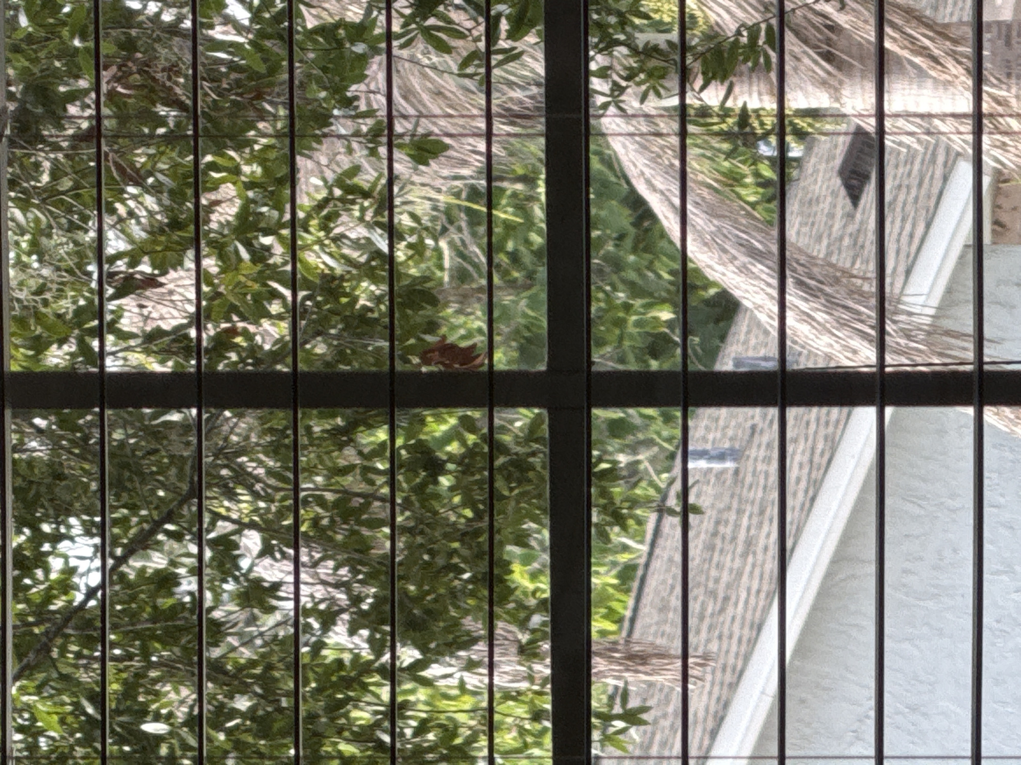 This media file captures a view through vertical bars, likely a window or a screen, of an outdoor scene. The primary subjects are lush green foliage of trees and branches, interspersed with the textured surfaces of what appears to be a house roof and wall. The roof has a patterned texture, possibly shingles or tiles, with a lighter colored section, suggesting a dormer or an extension. The wall is a light, textured material.
Sunlight filters through the leaves, creating dappled light and shadow patterns, indicating it is daytime. The presence of mature trees suggests an established outdoor environment. The overall impression is that of a residential setting, possibly a backyard or garden viewed from inside a home. There is no discernible activity or event taking place, as the scene appears to be a static snapshot.
The image is dominated by natural elements and architectural details. The bars in the foreground create a visual barrier, adding a sense of perspective and framing the scene. The time of day seems to be either morning or afternoon, given the angle of the sunlight. The weather appears to be clear, allowing for ample sunlight. The location cues, such as the type of vegetation and the style of the house, suggest a warm climate, consistent with the specified location context of Azalea Park, USA. No text is visible in the image.