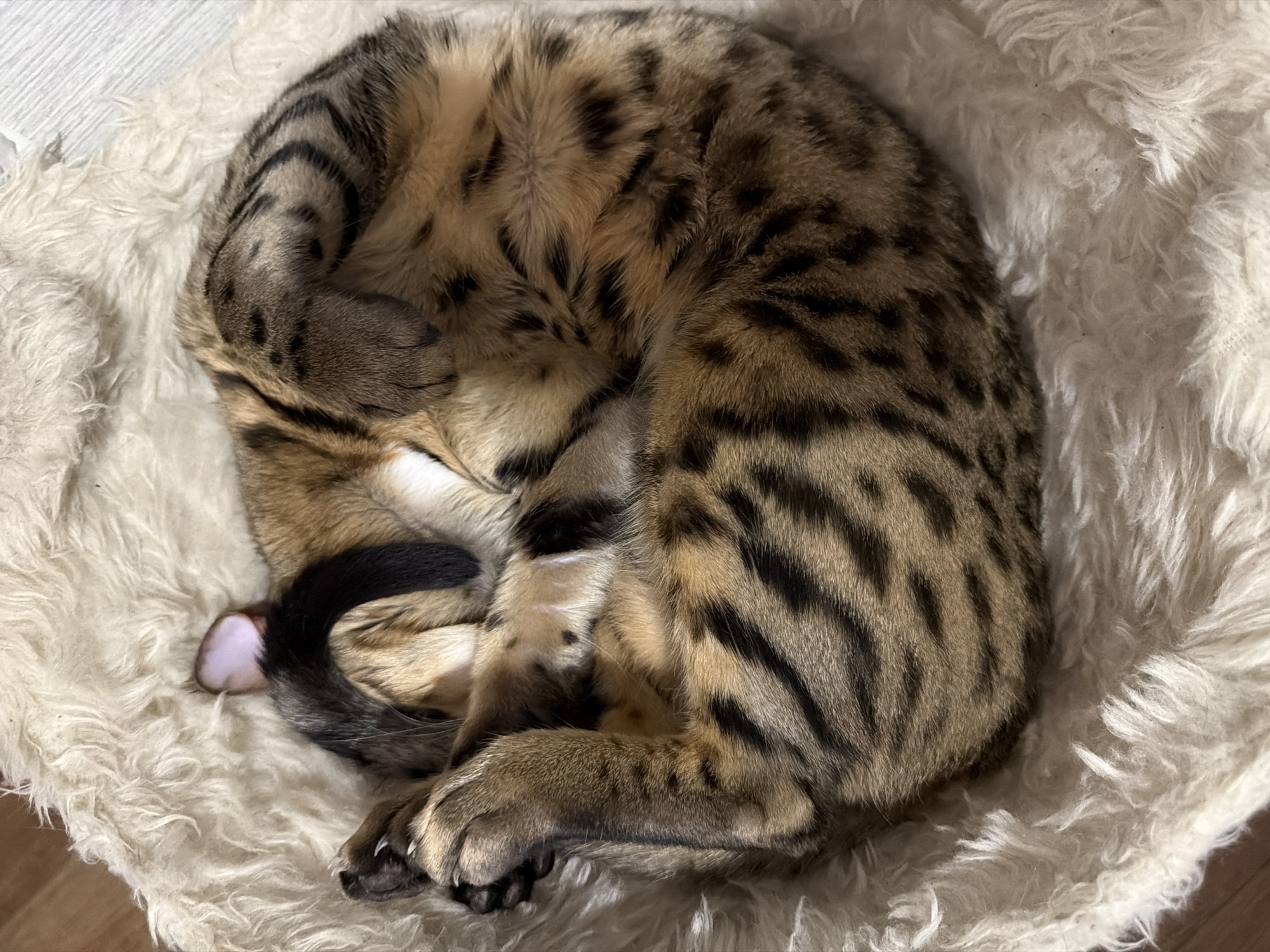 A Bengal cat is curled up and sleeping on a fluffy, cream-colored rug. The cat's fur is a mix of tan, brown, and black stripes and spots. Its paws are tucked under its head. The background is blurred and appears to be a wooden floor. The scene is indoors, likely a home. There is no information in the image to indicate the location in Dnipro, Ukraine.